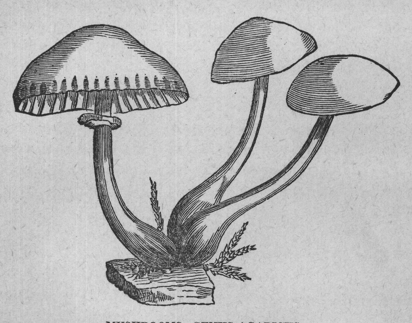 MUSHROOMS-GENUS AGARICUS.