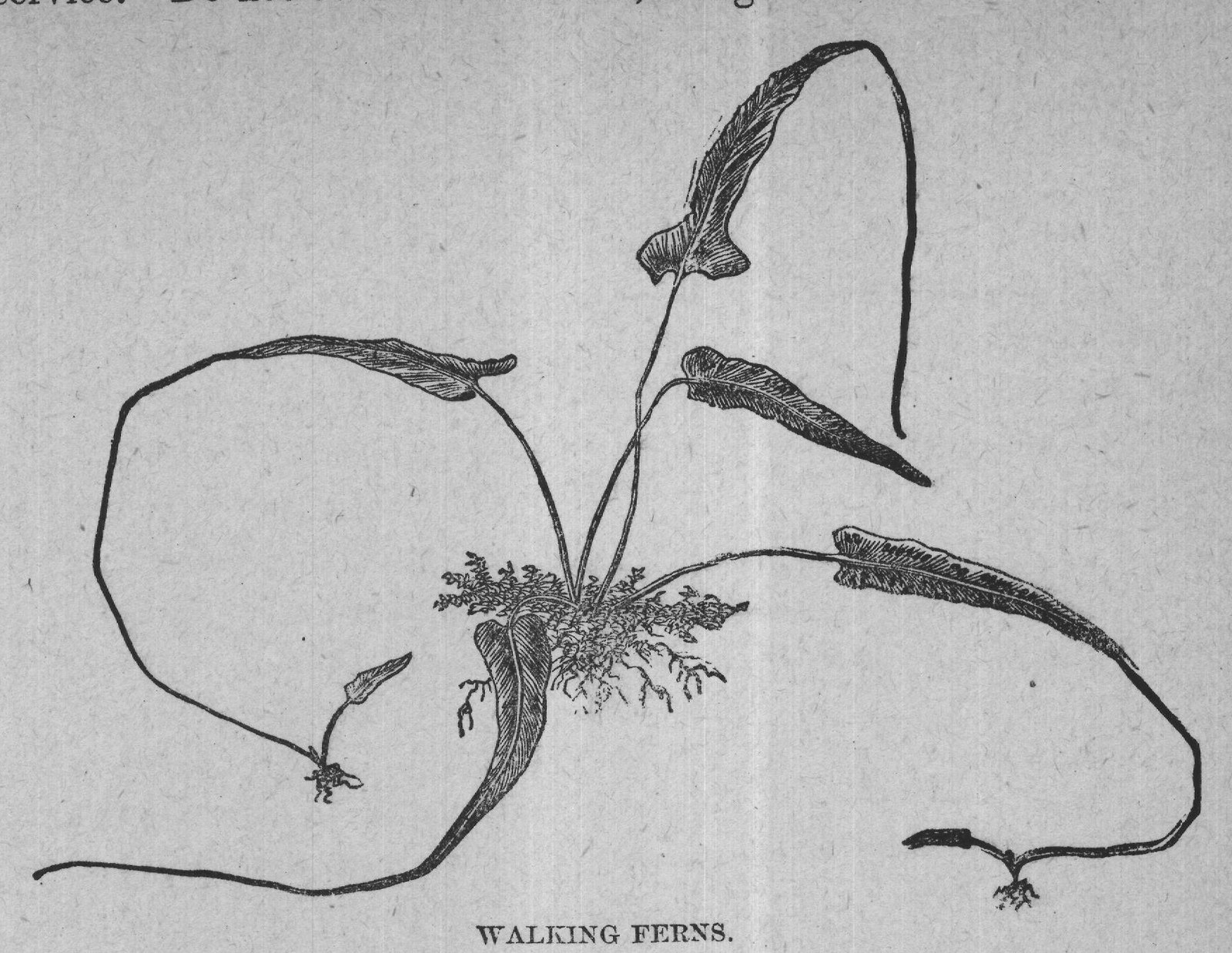 WALKING FERNS.
