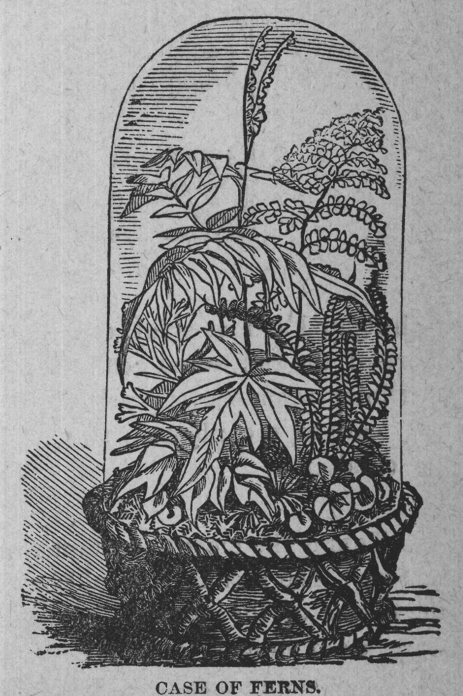 CASE OF FERNS.