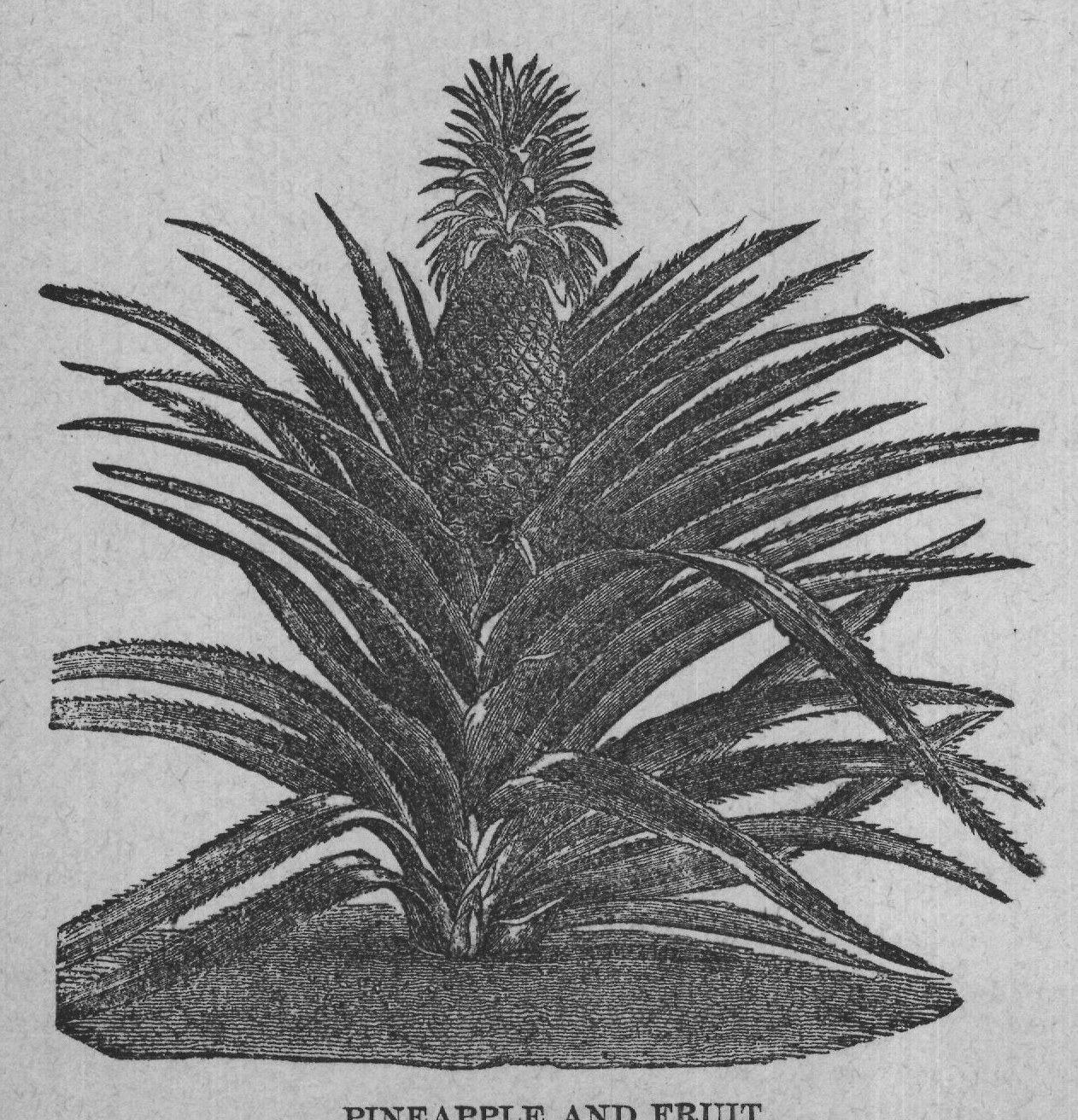 PINEAPPLE AND FRUIT.