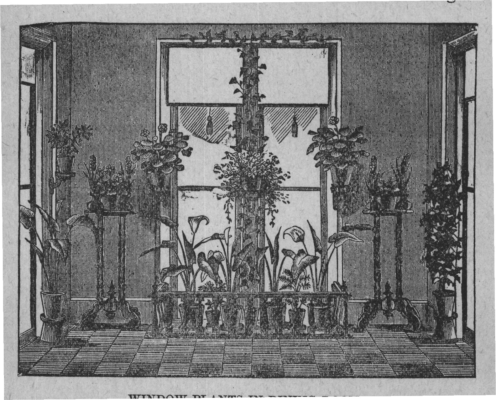 WINDOW-PLANTS IN DINING-ROOM.