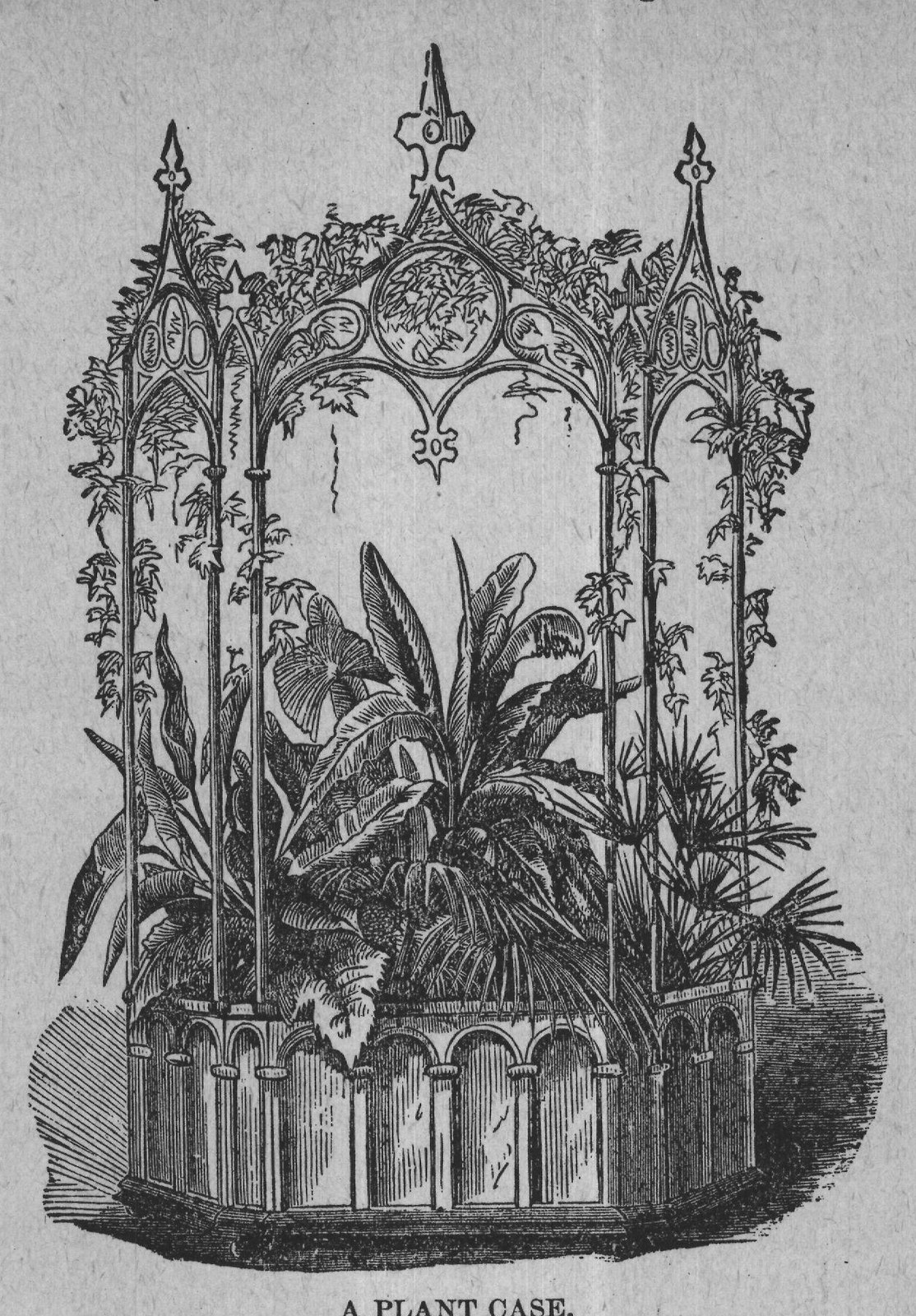 A PLANT CASE.