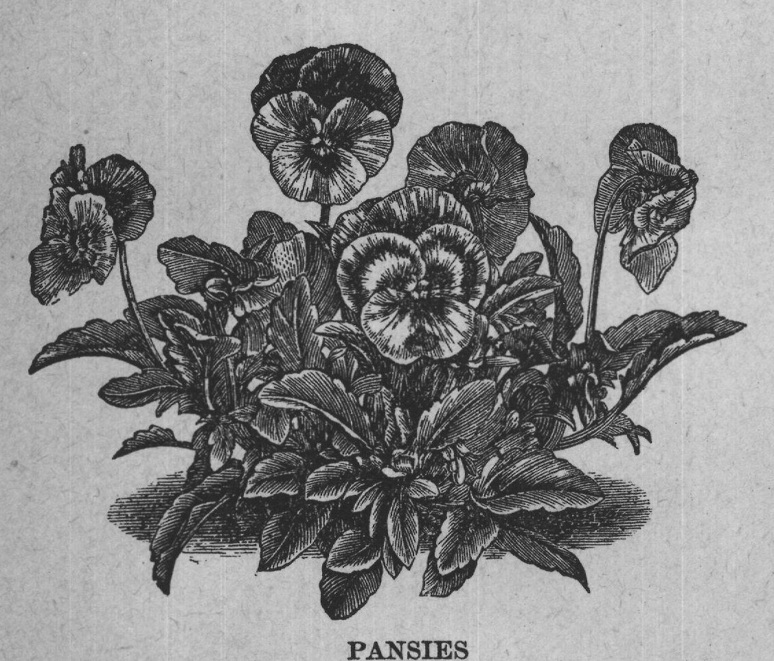 PANSIES