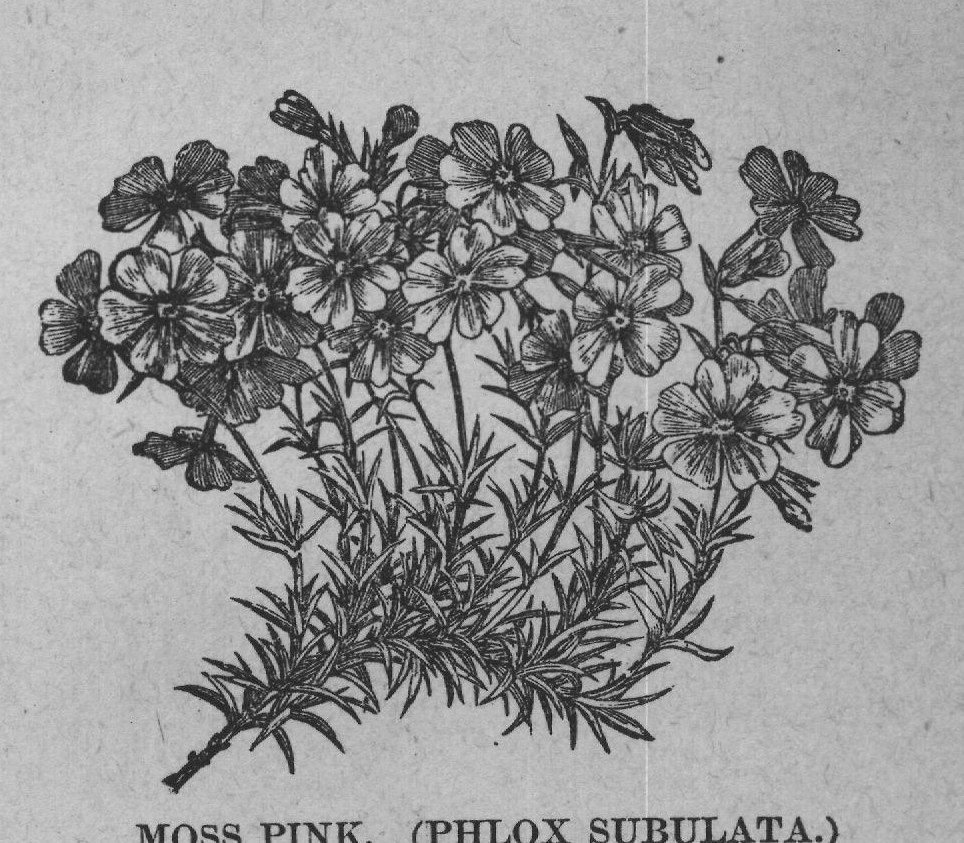 MOSS PINK. (PHLOX SUBULATA.)