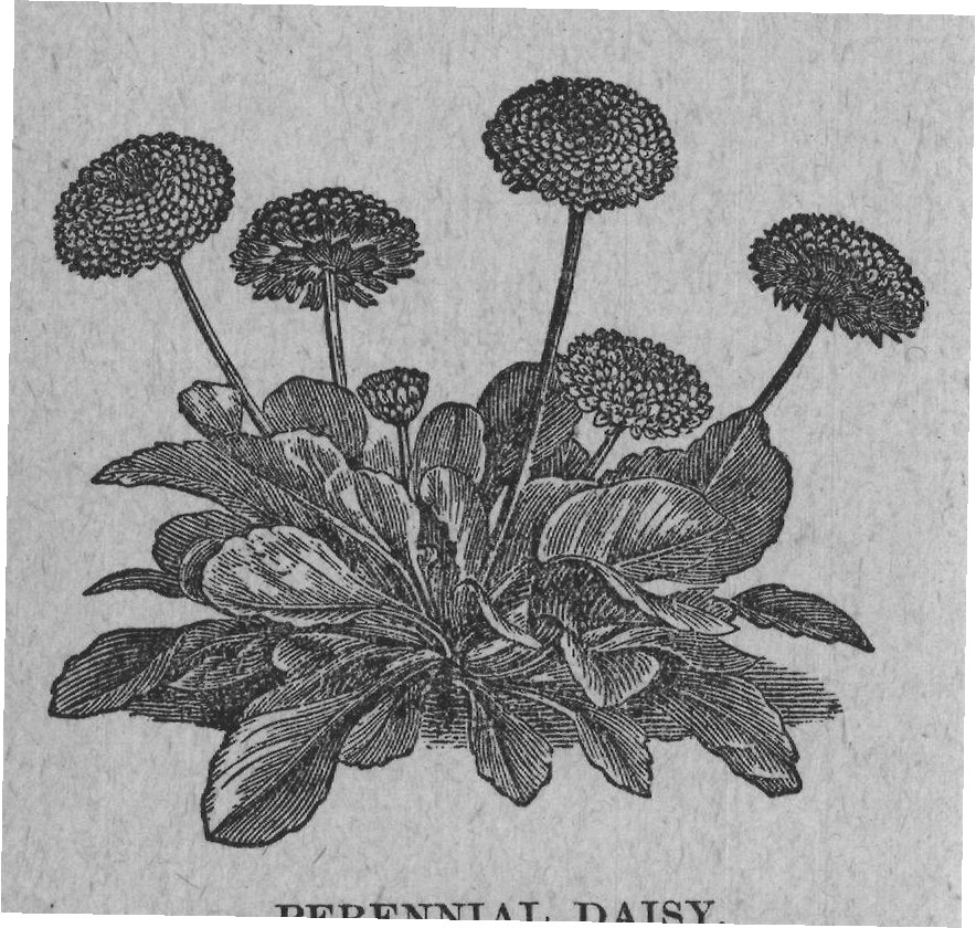 PERENNIAL DAISY.
