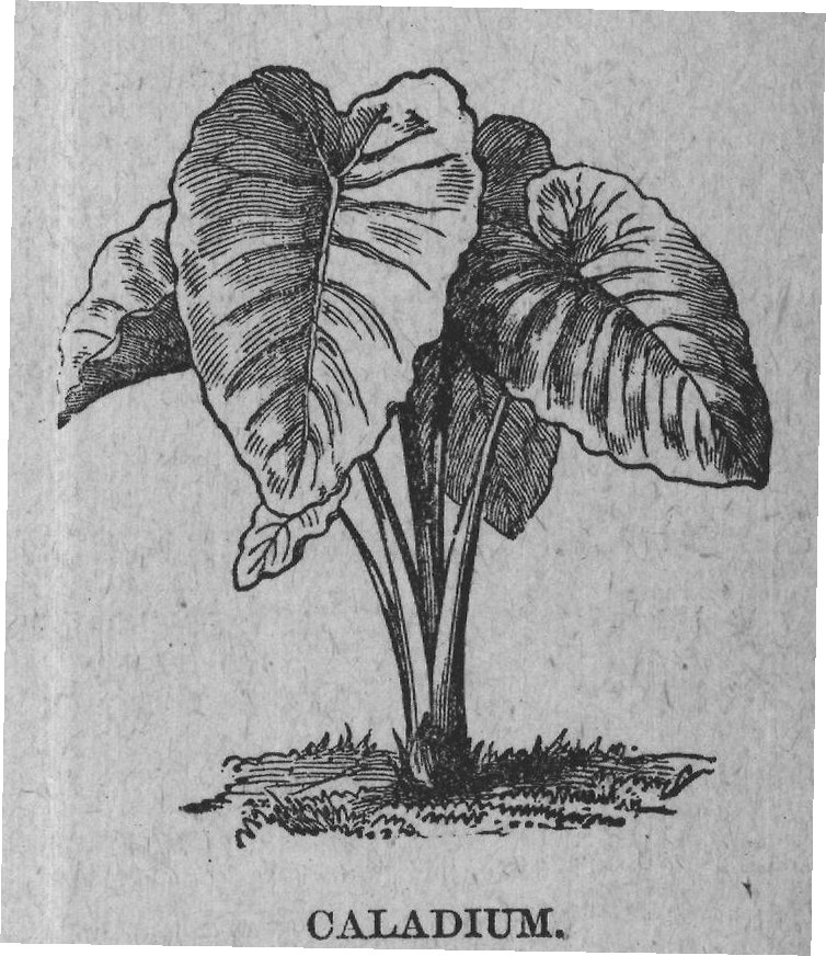 CALADIUM.