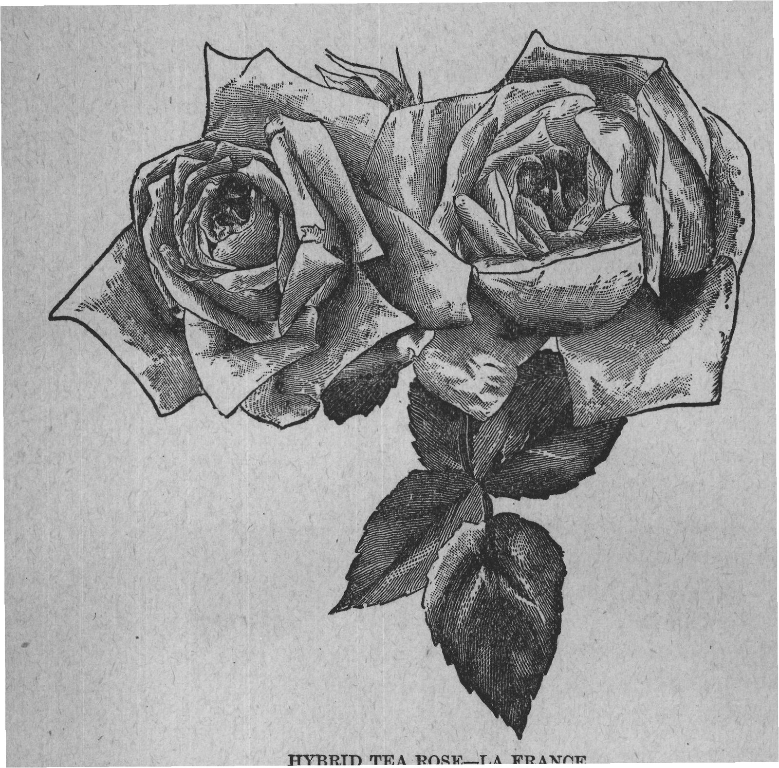 HYBRID TEA ROSE-LA FRANCE.