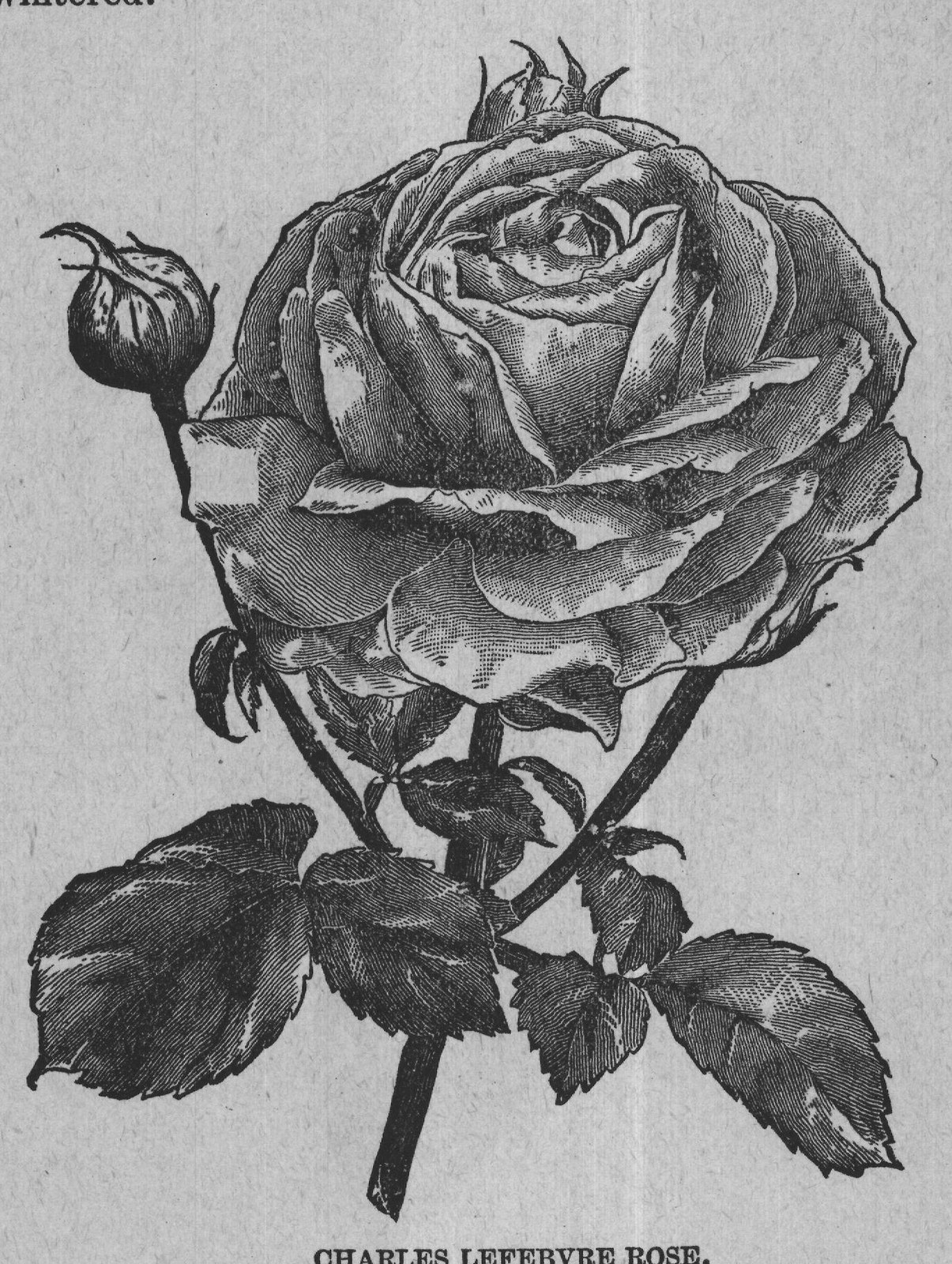 CHARLES LEFEBVRE ROSE.