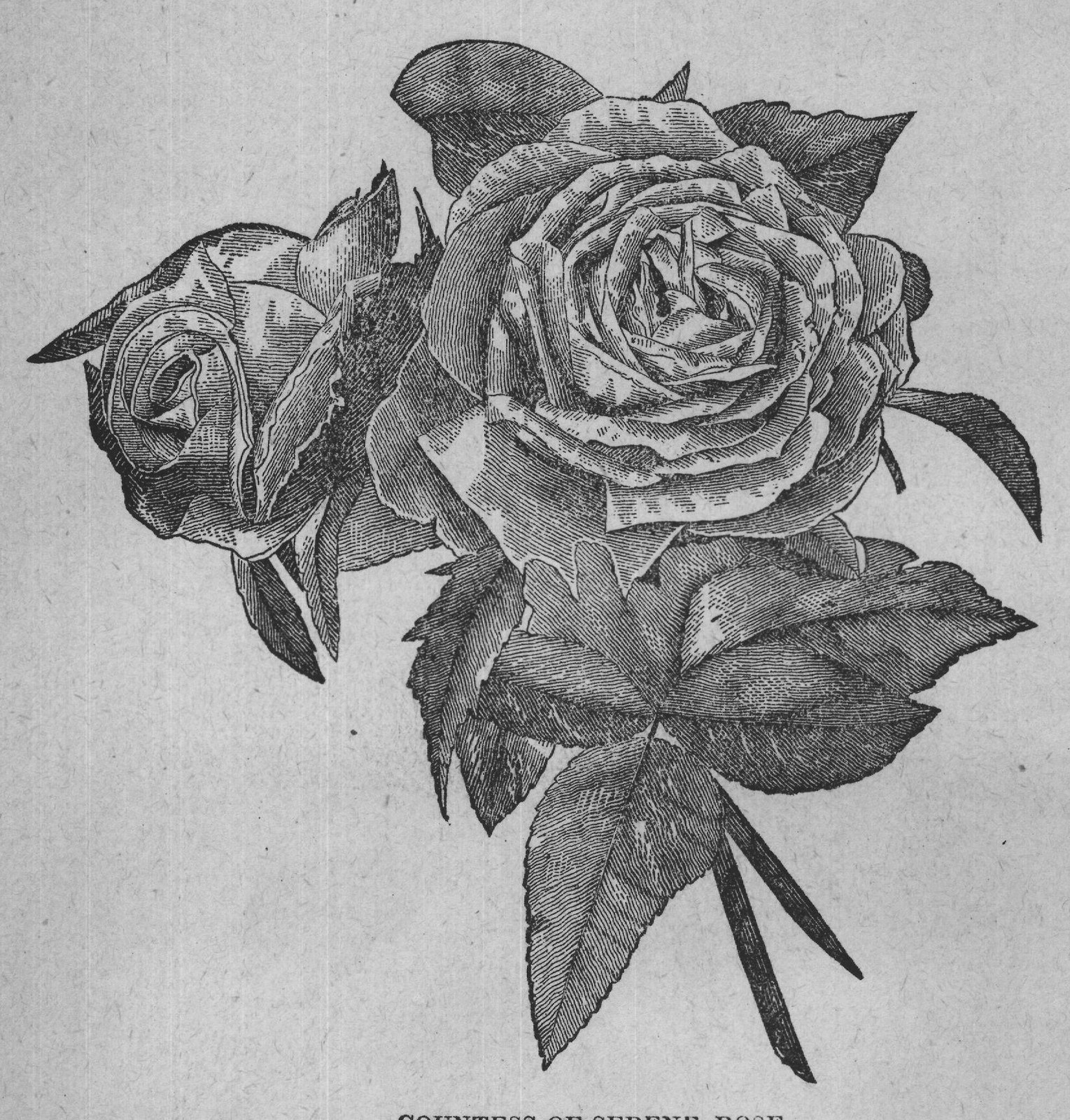 COUNTESS OF SERENE ROSE.