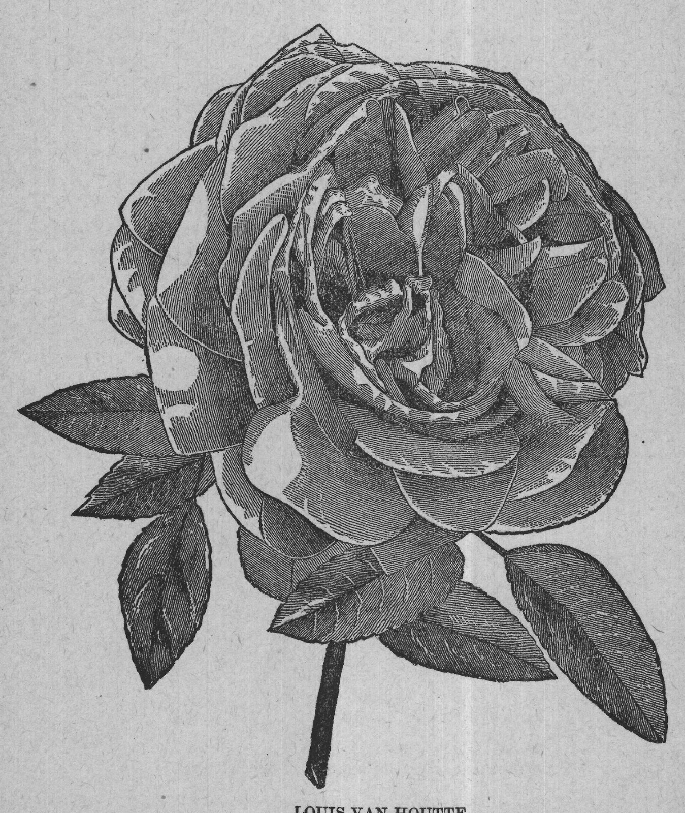 LOUIS VAN HOUTTE.
