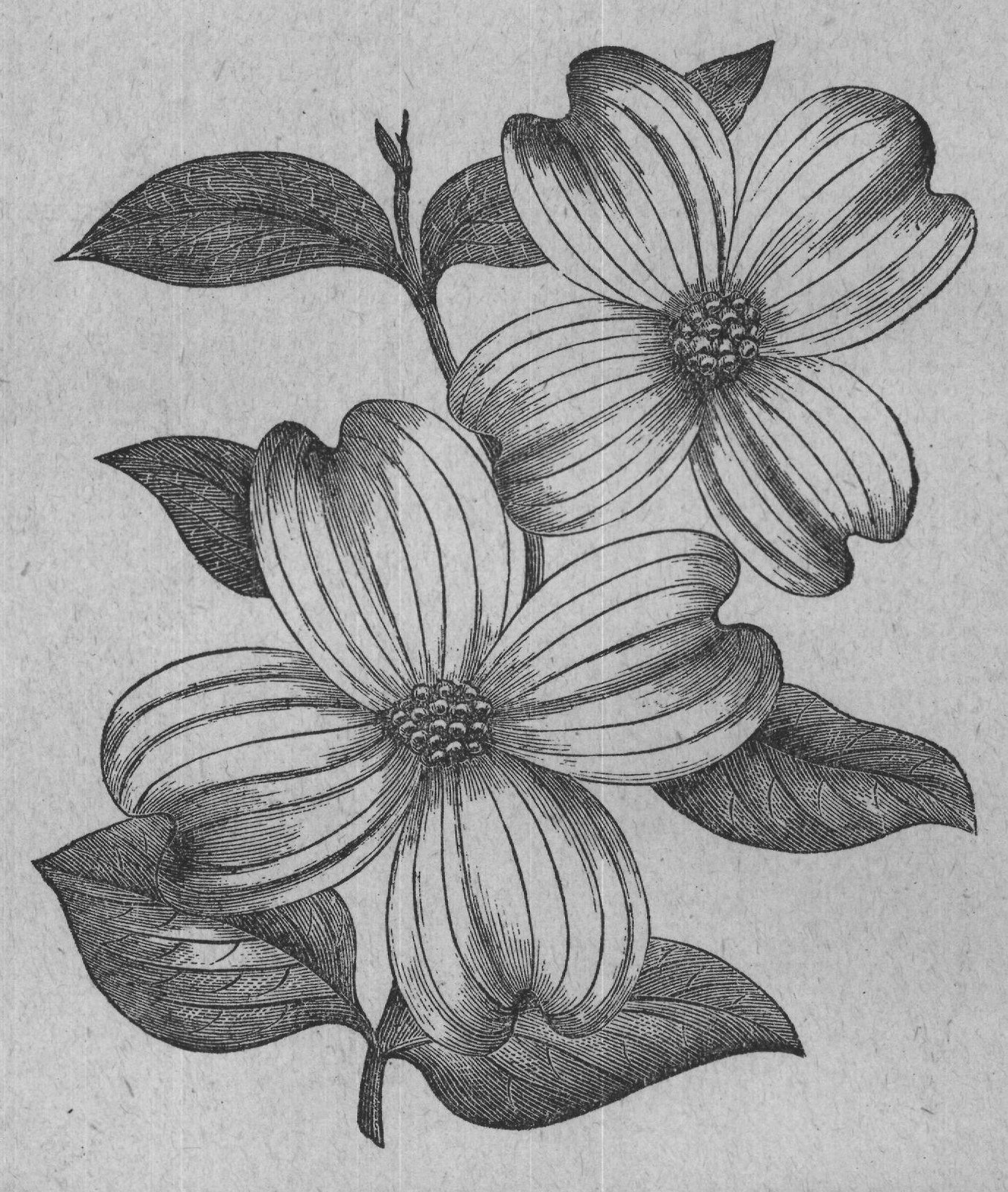 FLOWERS OF WHITE FLOWERING DOGWOOD. NATURAL SIZE