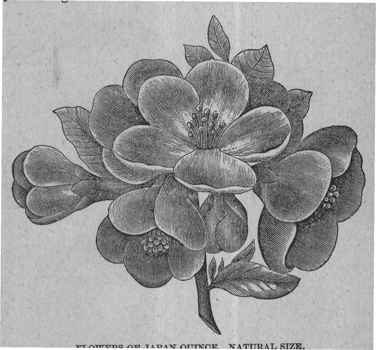 FLOWERS OF JAPAN QUINCE. NATURAL SIZE.