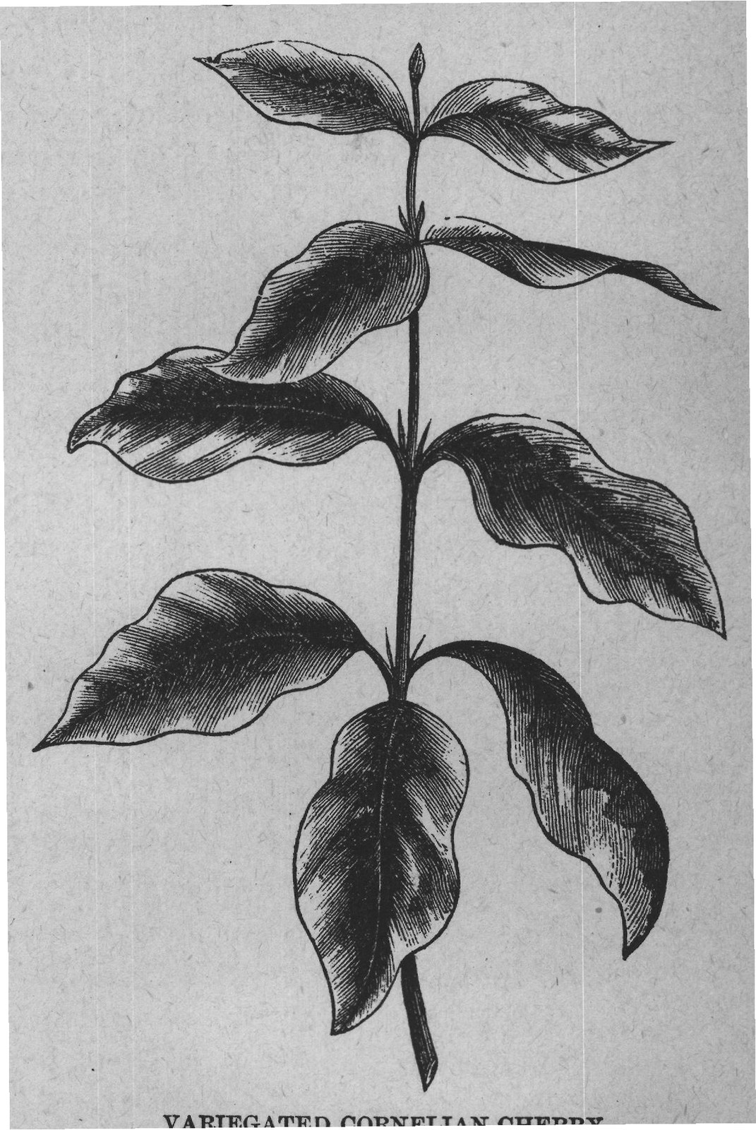 VARIEGATED CORNELIAN CHERRY.