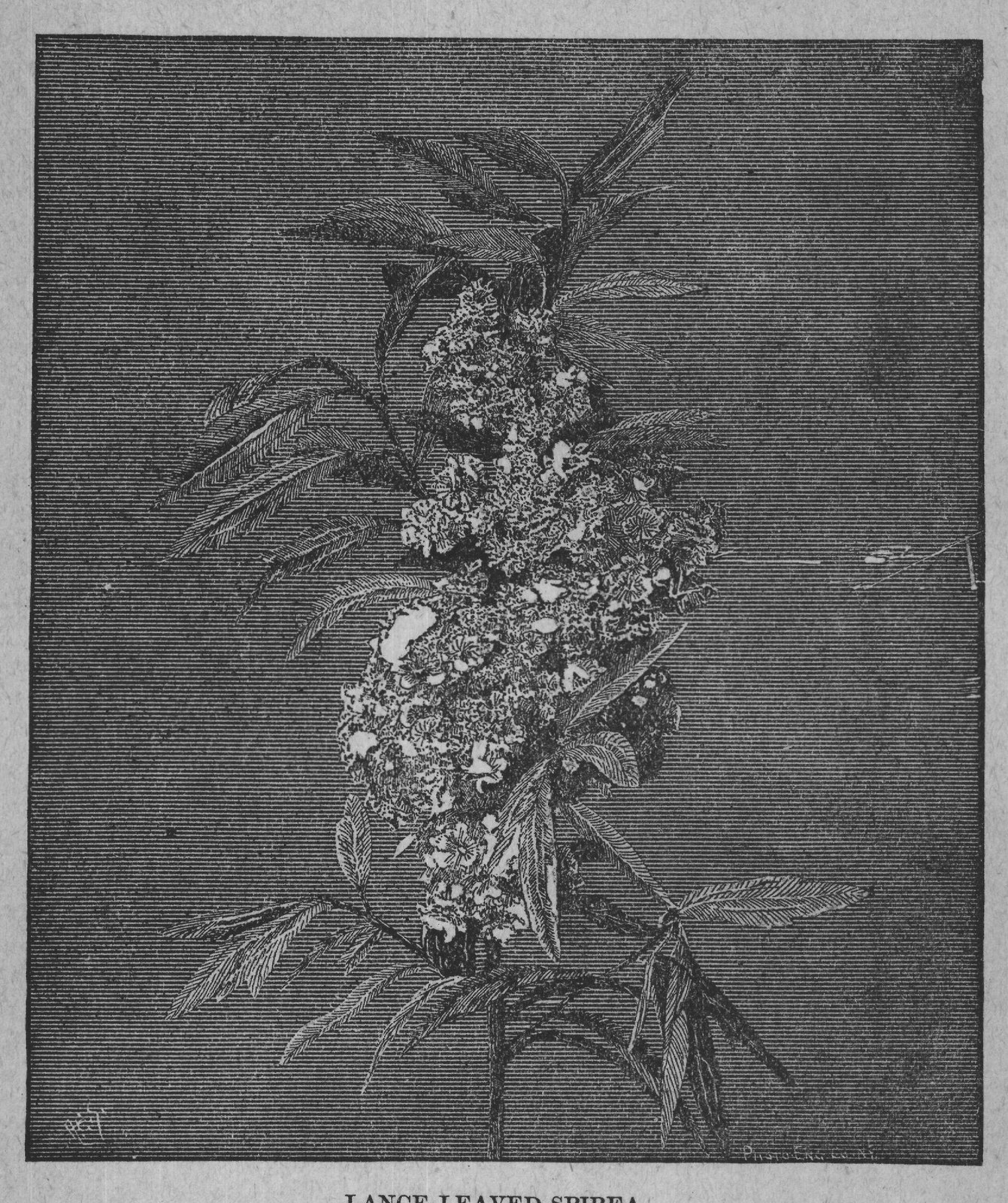 LANCE-LEAVED SPIREA.