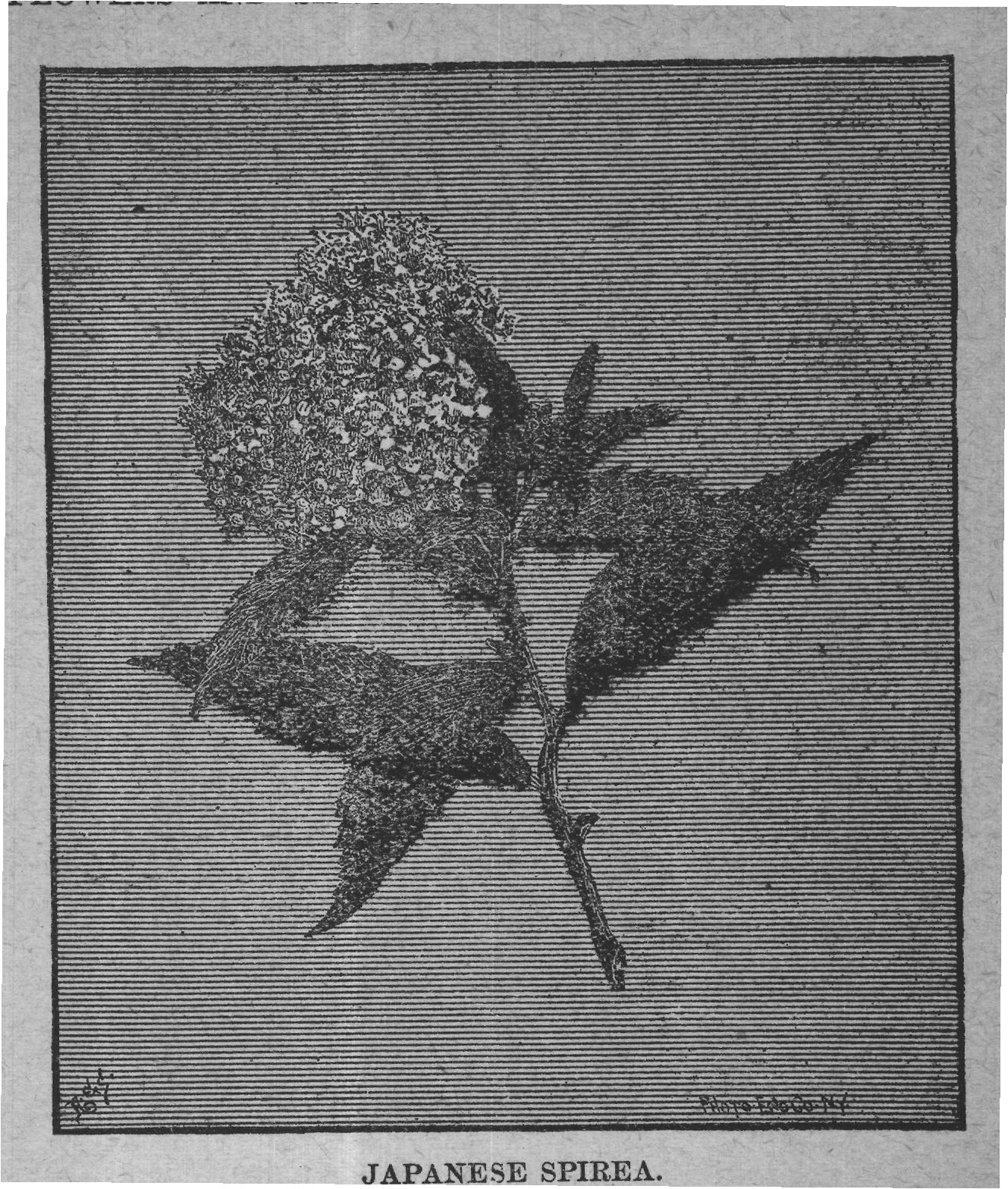 JAPANESE SPIREA.