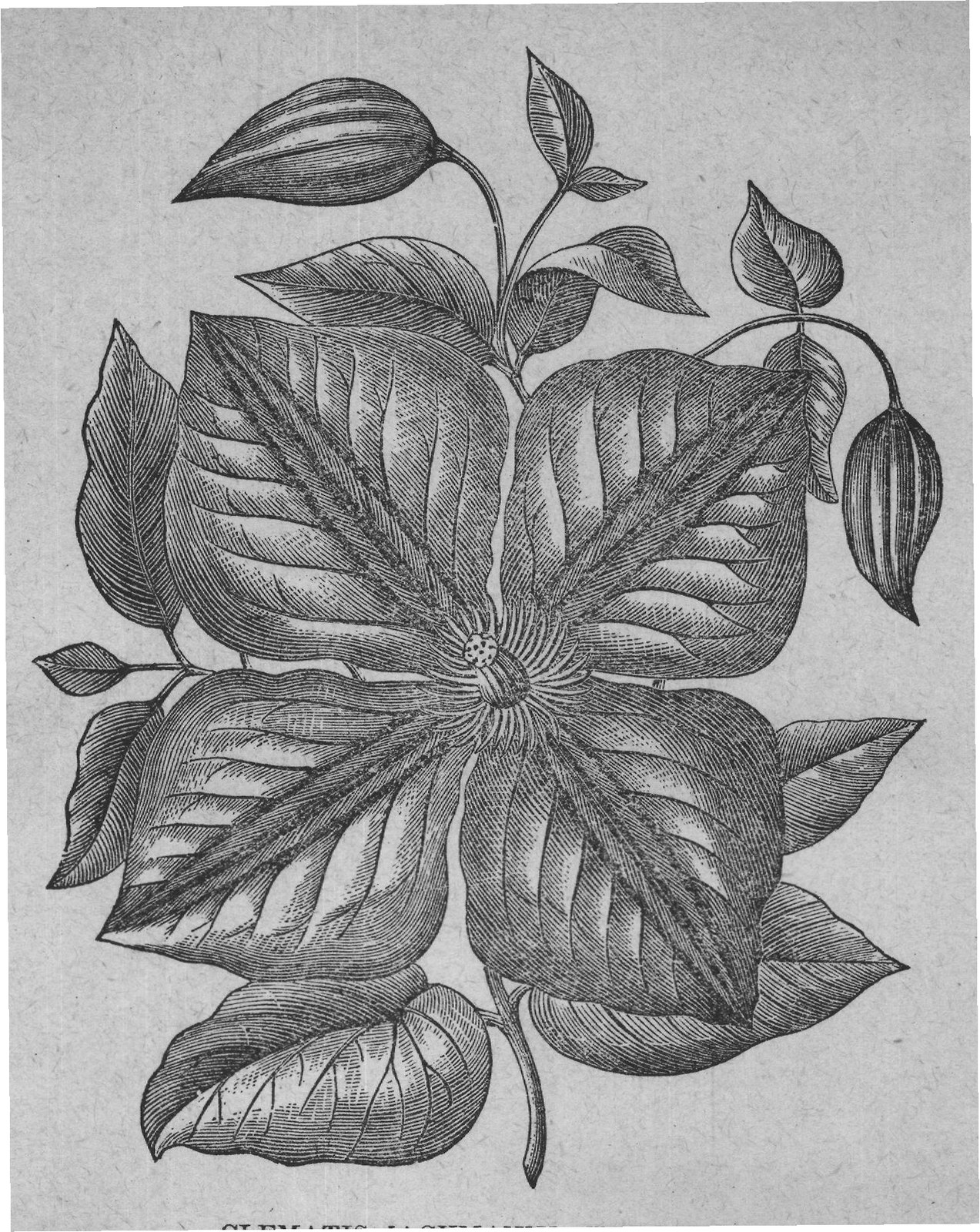 CLEMATIS JACKMANNI-HALF-SIZE.