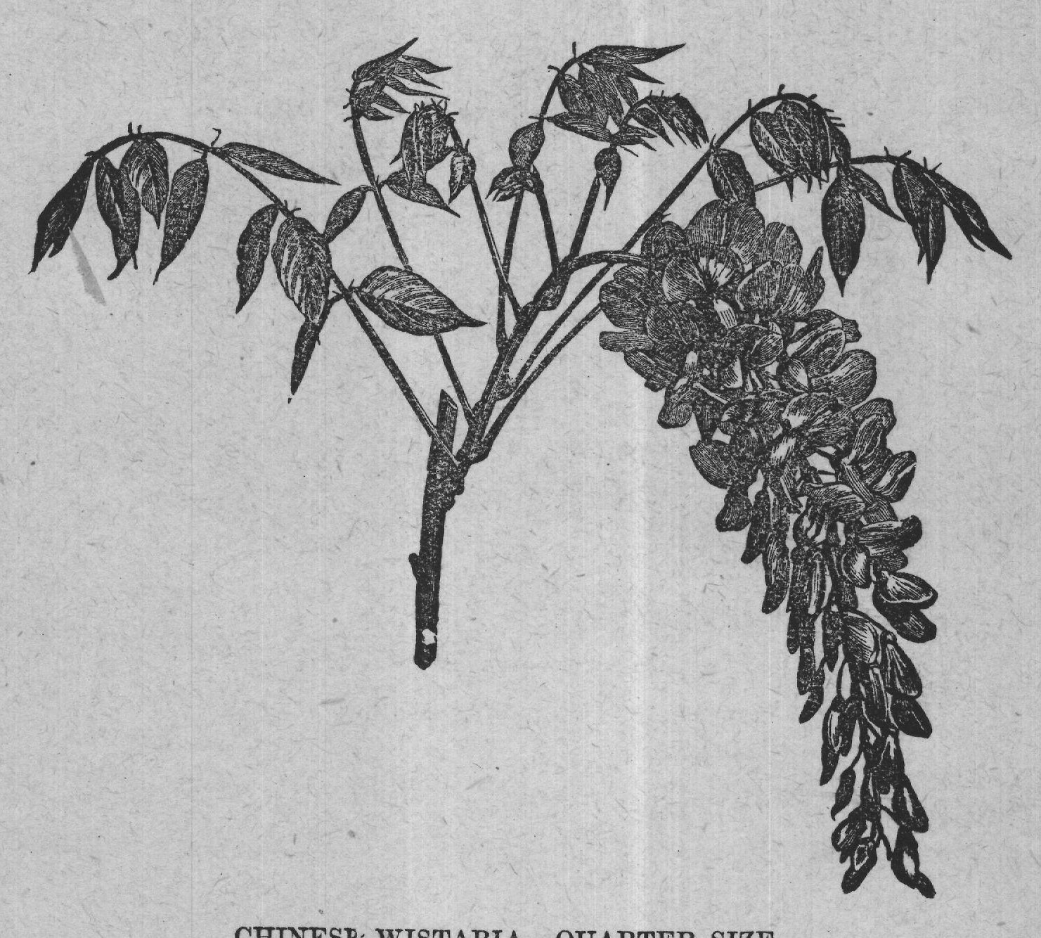 CHINESE WISTARIA.-QUARTER SIZE.