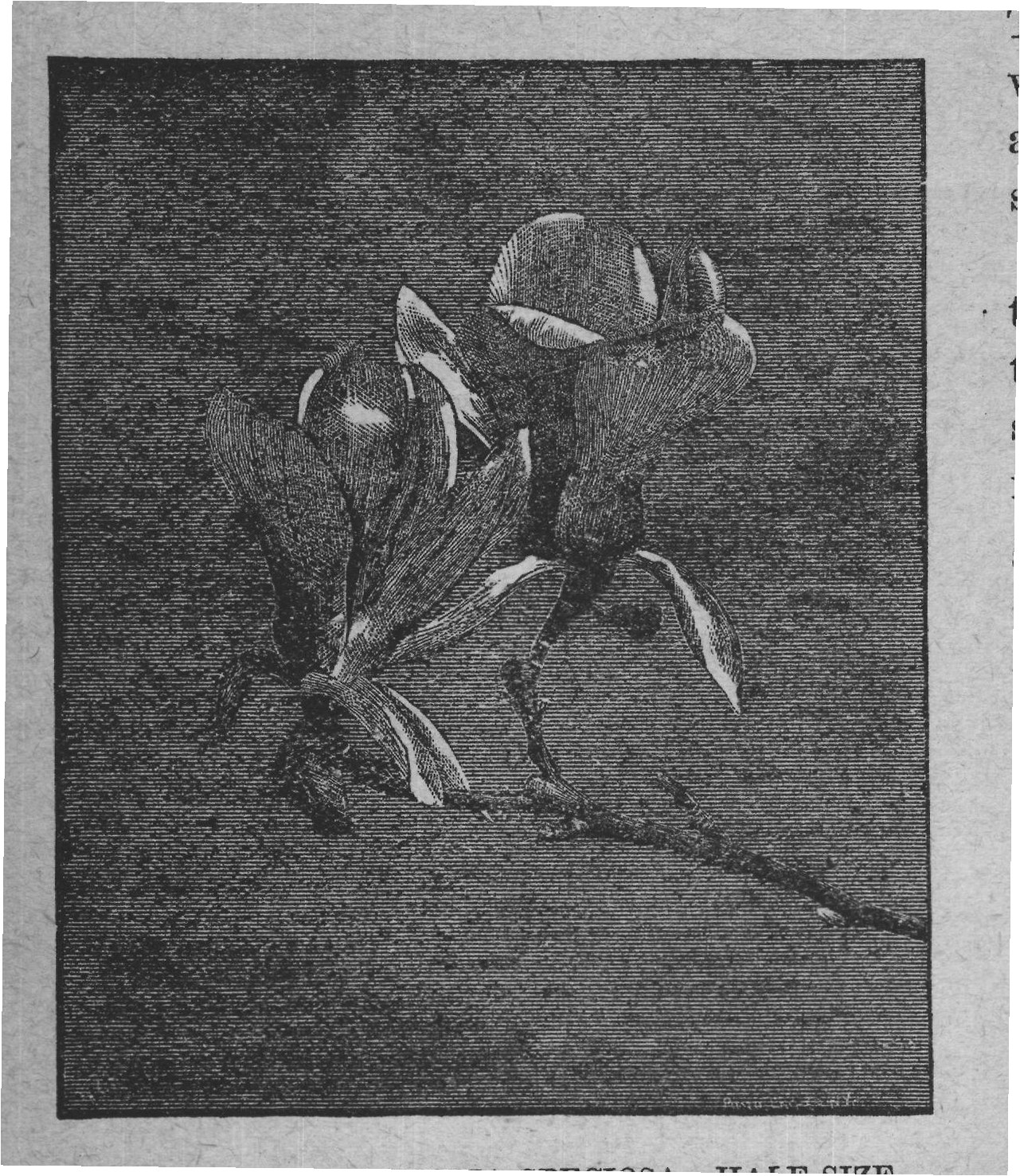 WHITE MAGNOLIA). (CHANDLER, OR