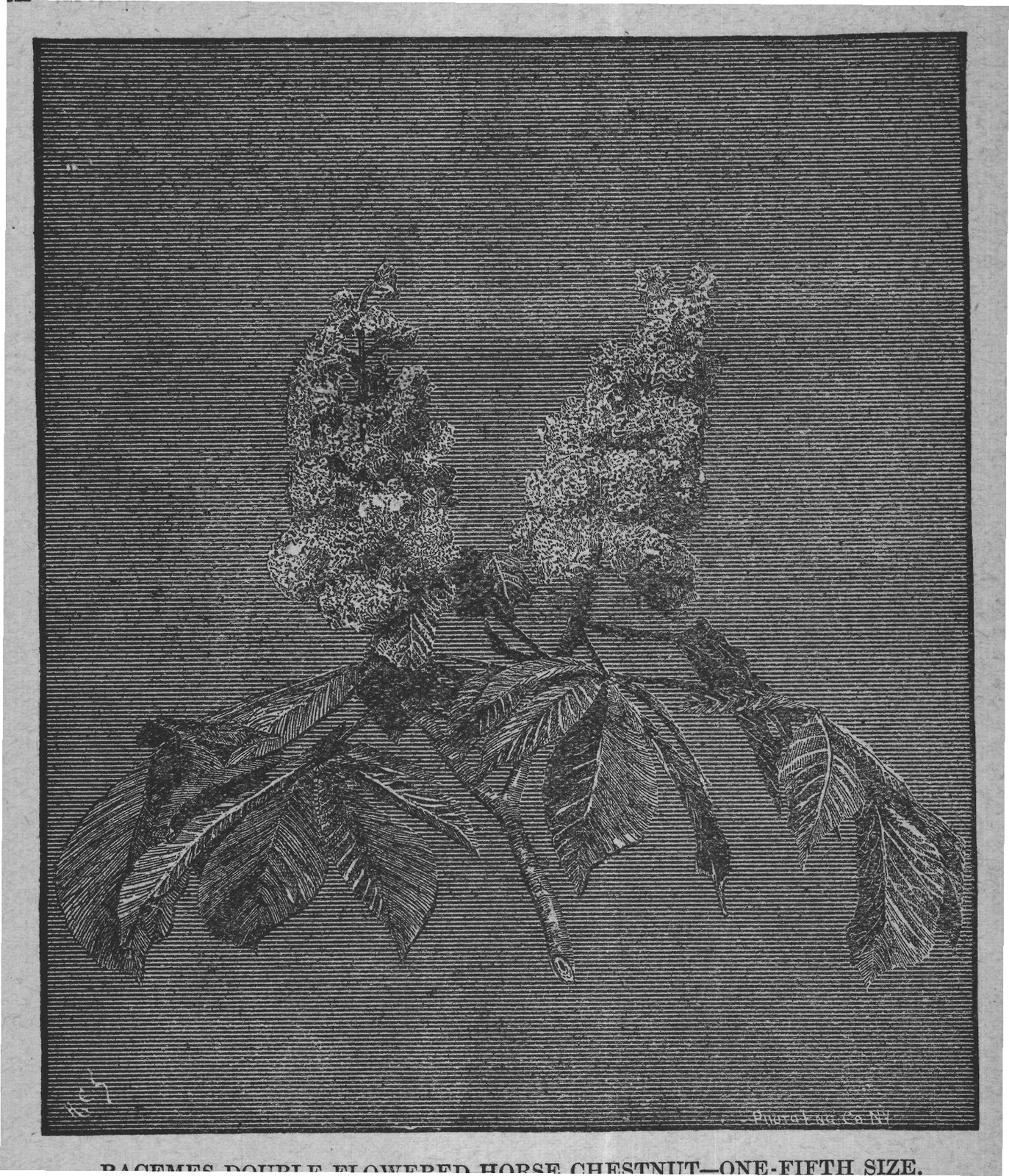 RACEMES DOUBLE FLOWERED HORSE CHESTNUT-ONE-FIFTH SIZE.