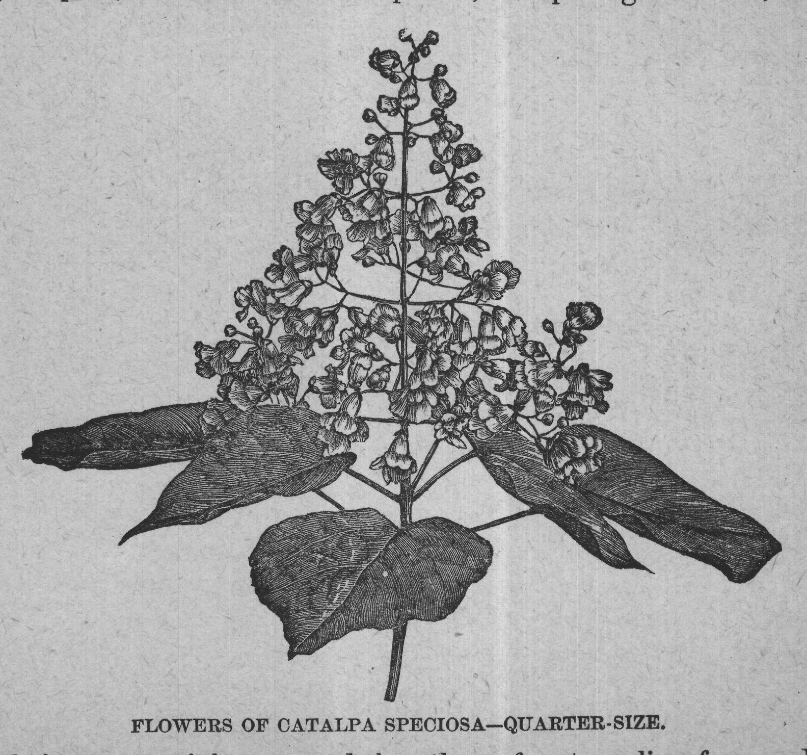 FLOWERS OF CATALPA SPECIOSA-QUARTER-SIZE.