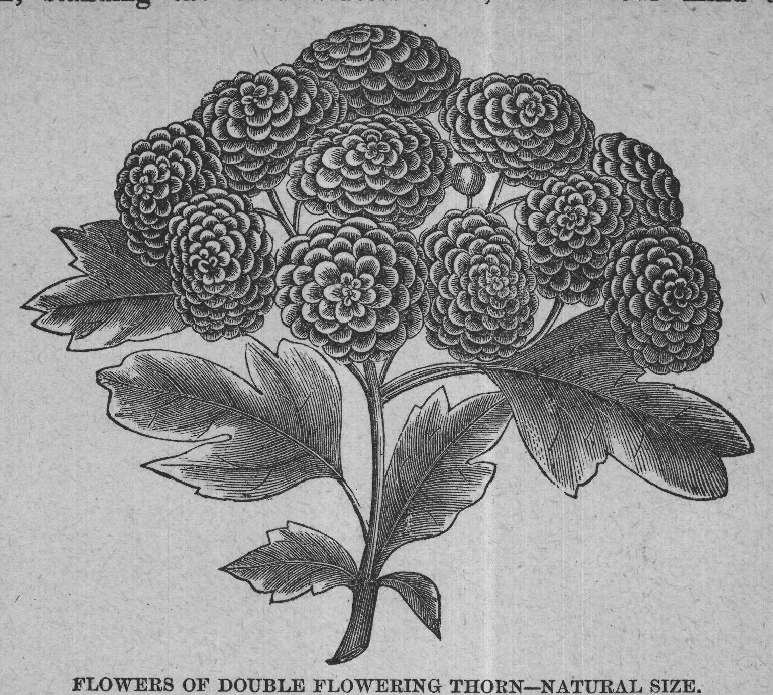 FLOWERS OF DOUBLE FLOWERING THORN-NATURAL SIZE.