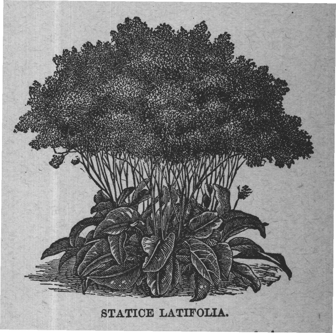 STATICE LATIFOLIA.