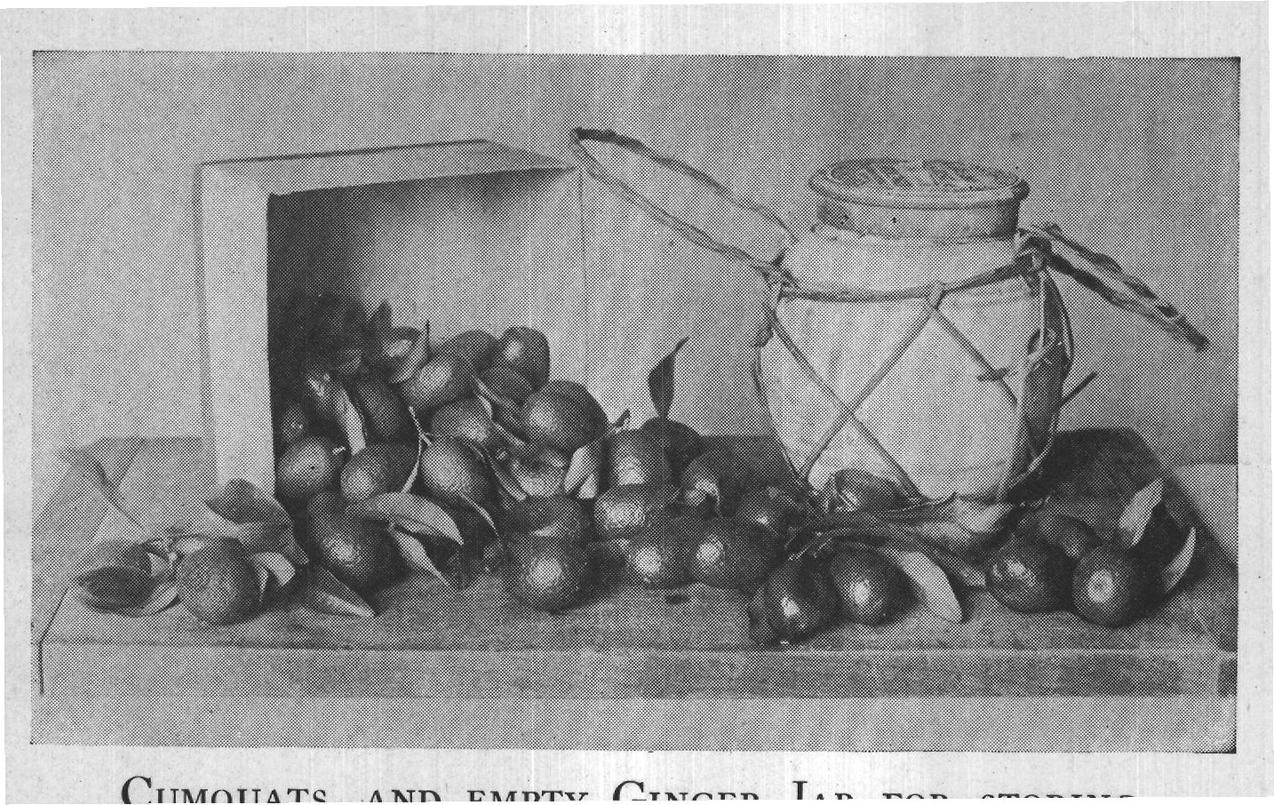 CUMQUATS, AND EMPTY GINGER JAR FOR STORING