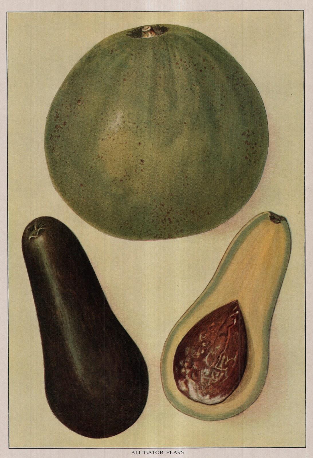 Alligator Pears — plate from The Grocer's Encyclopedia (1911)
