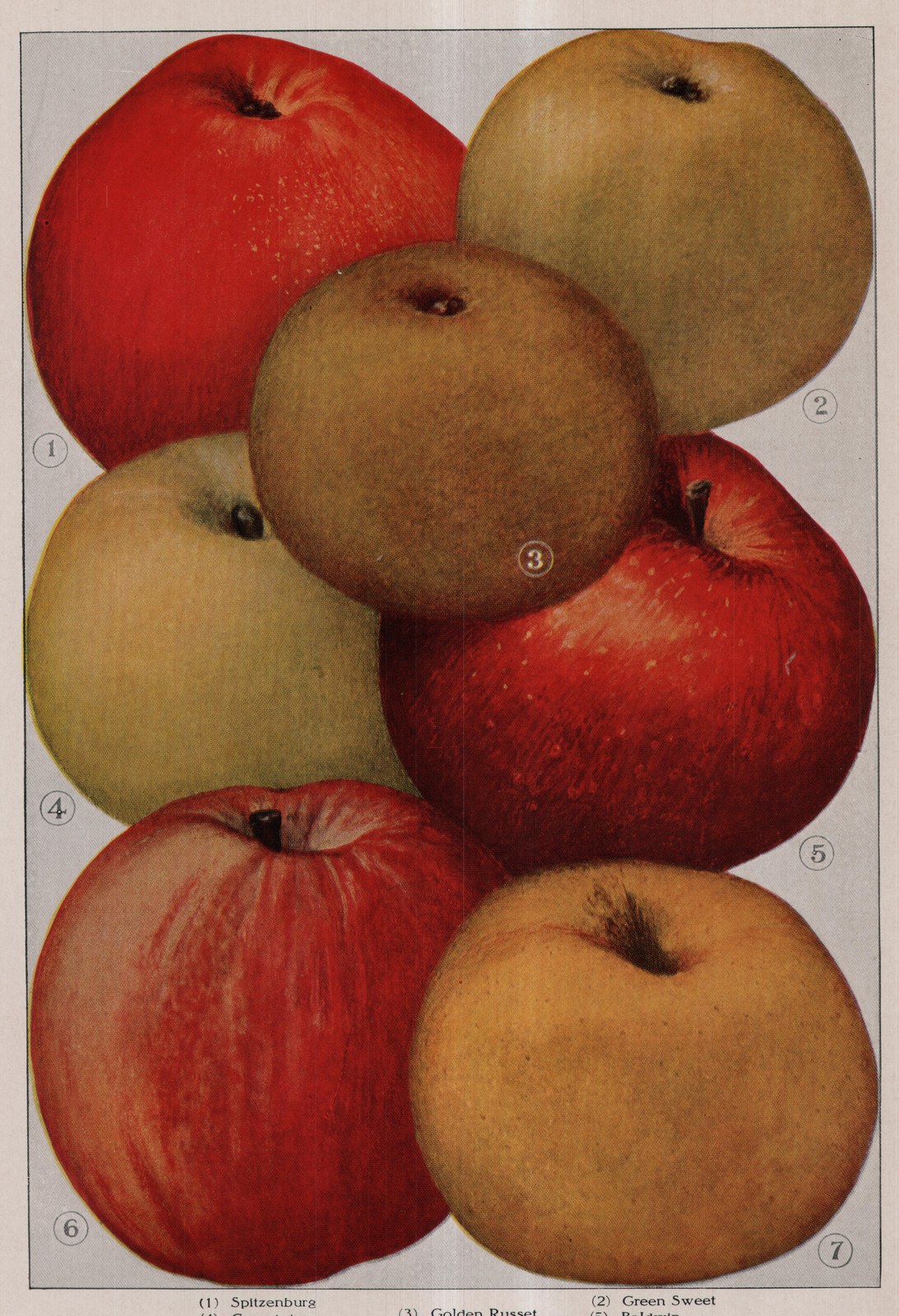 Green Sweet — plate from The Grocer's Encyclopedia (1911)