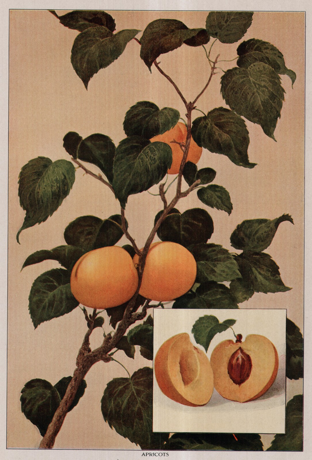 Apricots — color plate from the 1911 edition