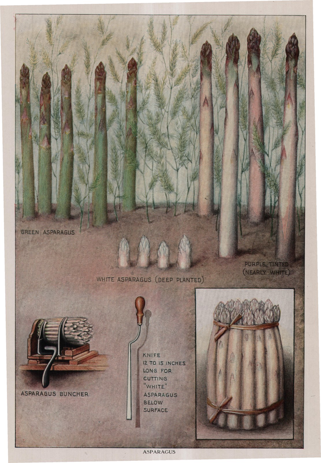 Asparagus — plate from The Grocer's Encyclopedia (1911)
