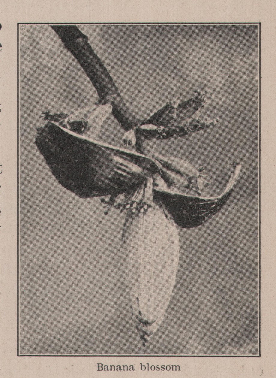 Banana blossom — plate from The Grocer's Encyclopedia (1911)
