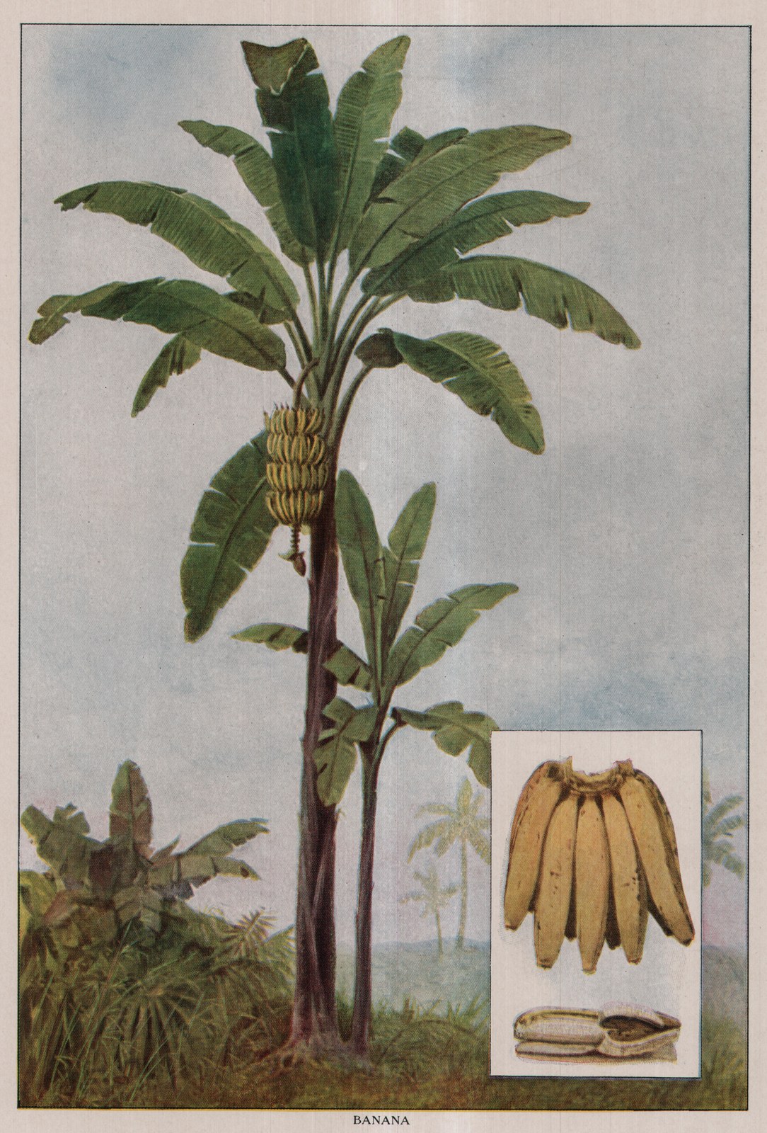 Banana — plate from The Grocer's Encyclopedia (1911)