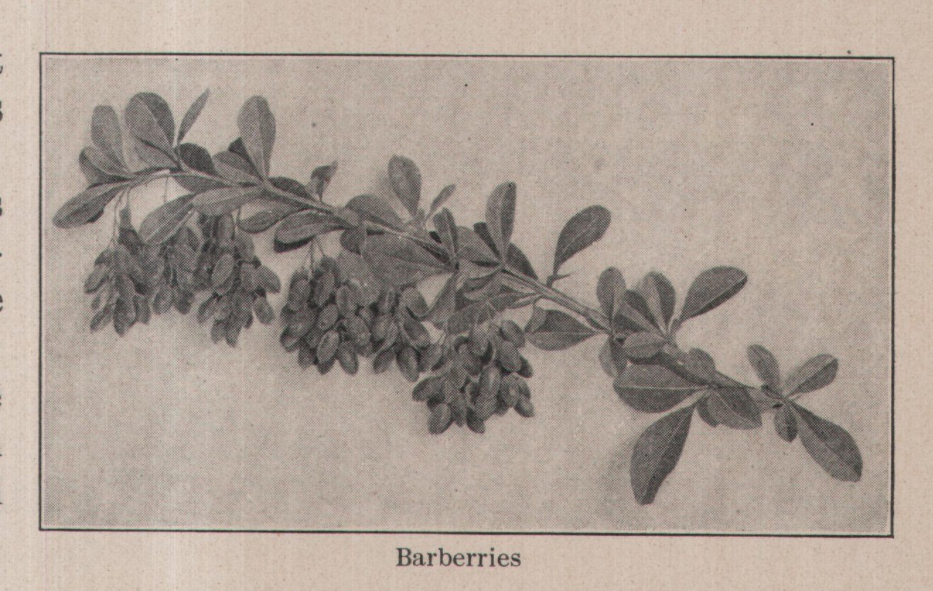 Barberries — plate from The Grocer's Encyclopedia (1911)