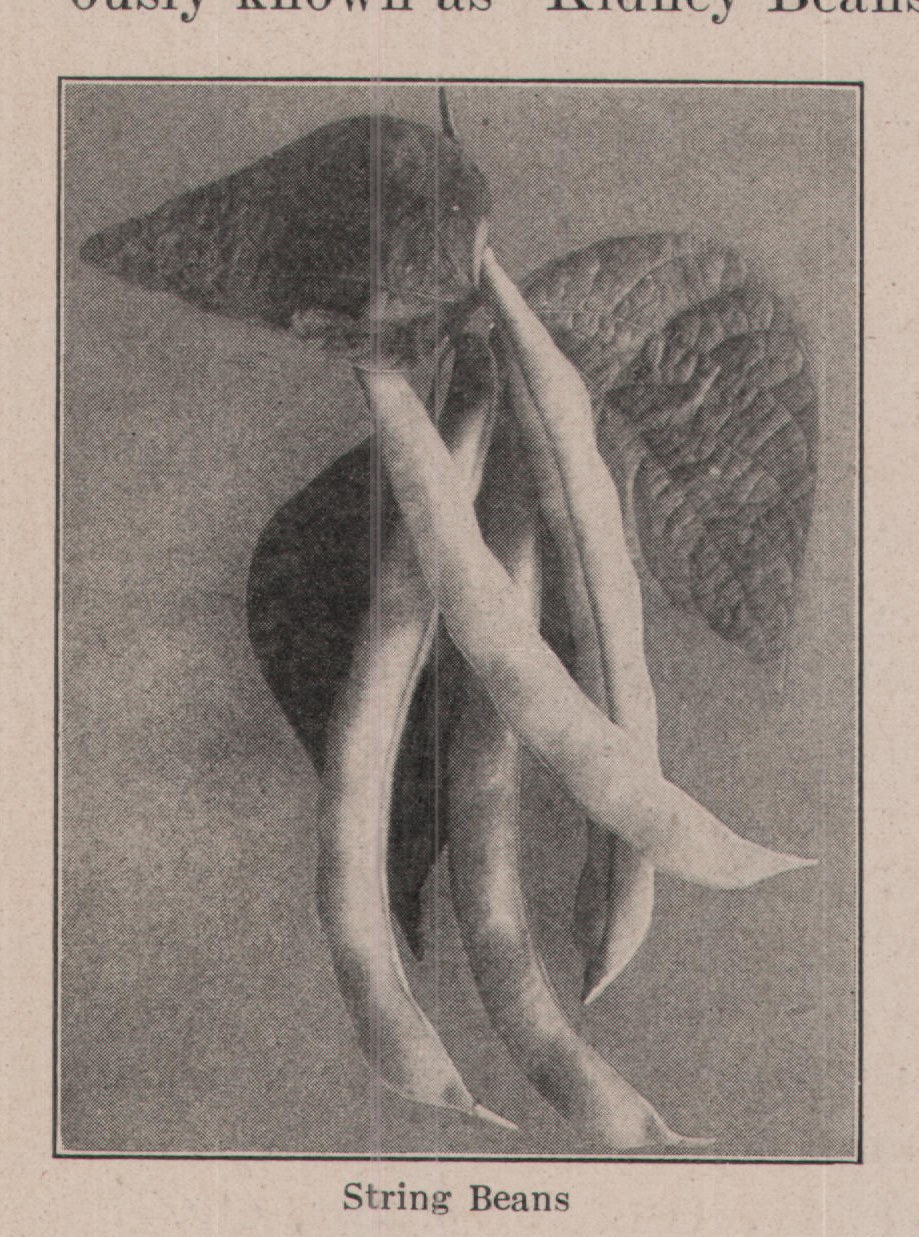 String Beans — plate from The Grocer's Encyclopedia (1911)