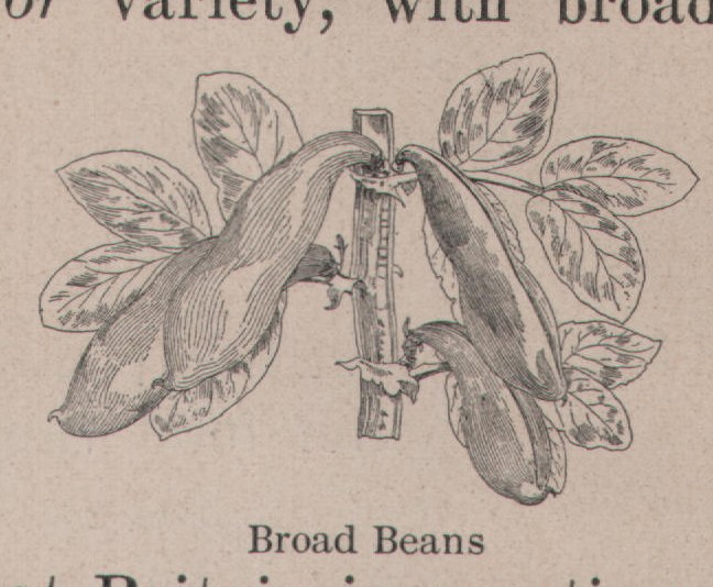 Broad Beans — plate from The Grocer's Encyclopedia (1911)