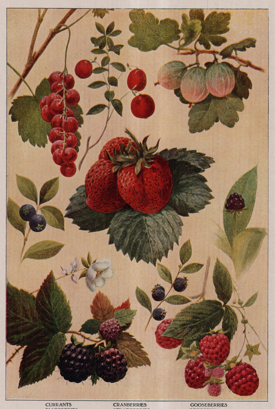 Currants — plate from The Grocer's Encyclopedia (1911)
