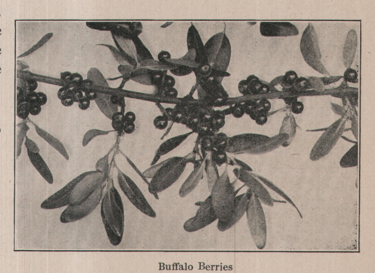 Buffalo Berries — plate from The Grocer's Encyclopedia (1911)