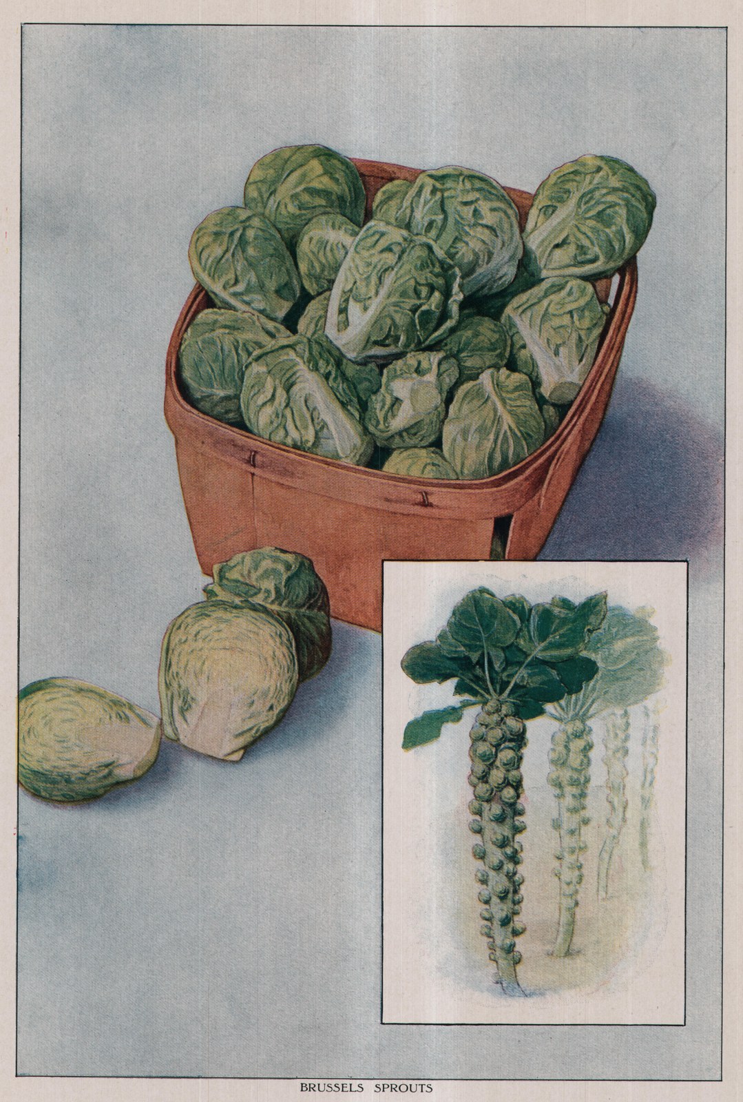 Brussels Sprouts — plate from The Grocer's Encyclopedia (1911)
