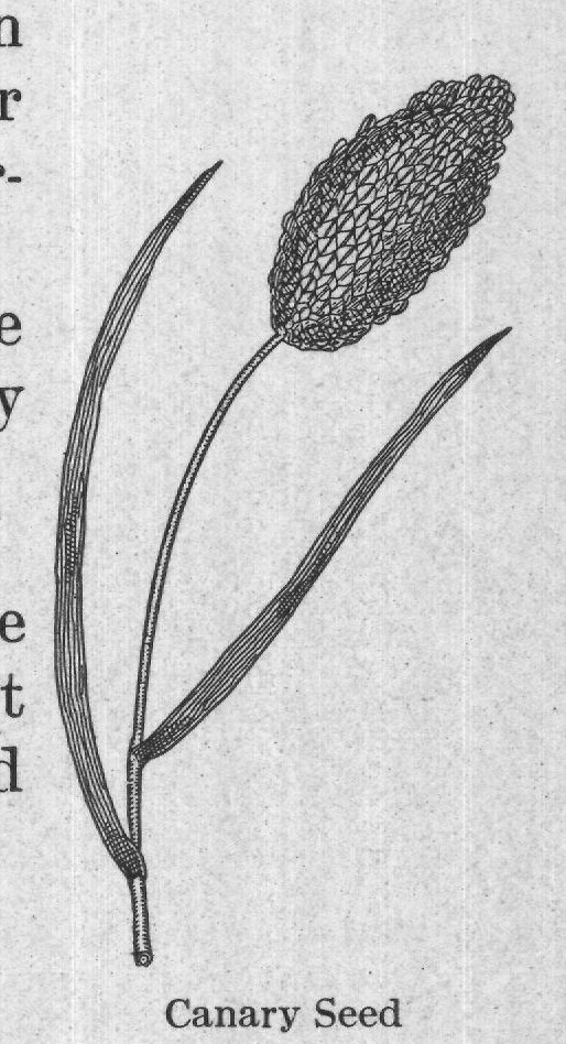 Canary Seed — plate from The Grocer's Encyclopedia (1911)