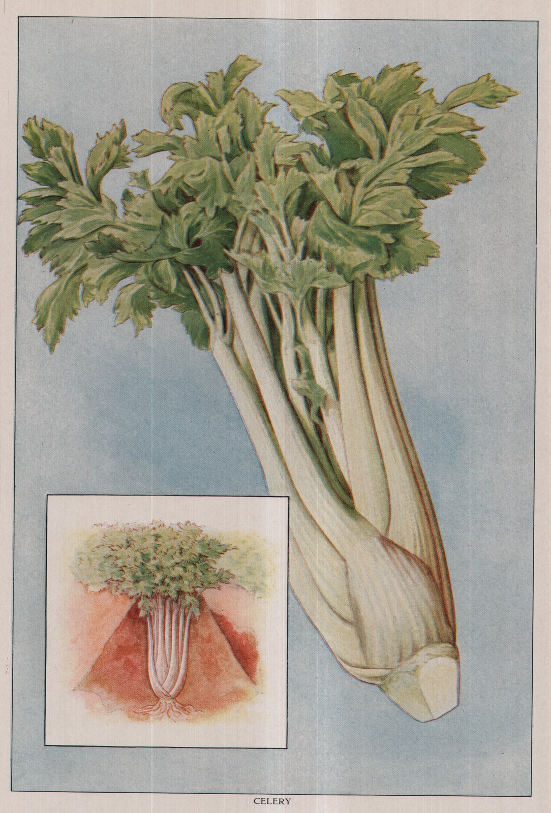Celery — plate from The Grocer's Encyclopedia (1911)