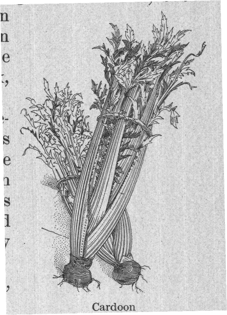 Cardoon — plate from The Grocer's Encyclopedia (1911)
