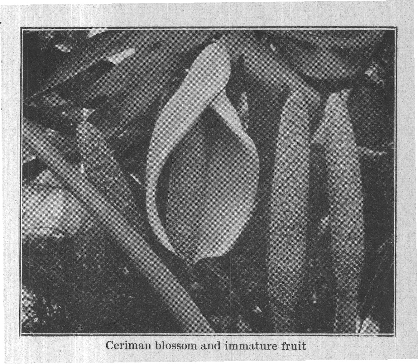 Ceriman blossom and immature fruit — plate from The Grocer's Encyclopedia (1911)