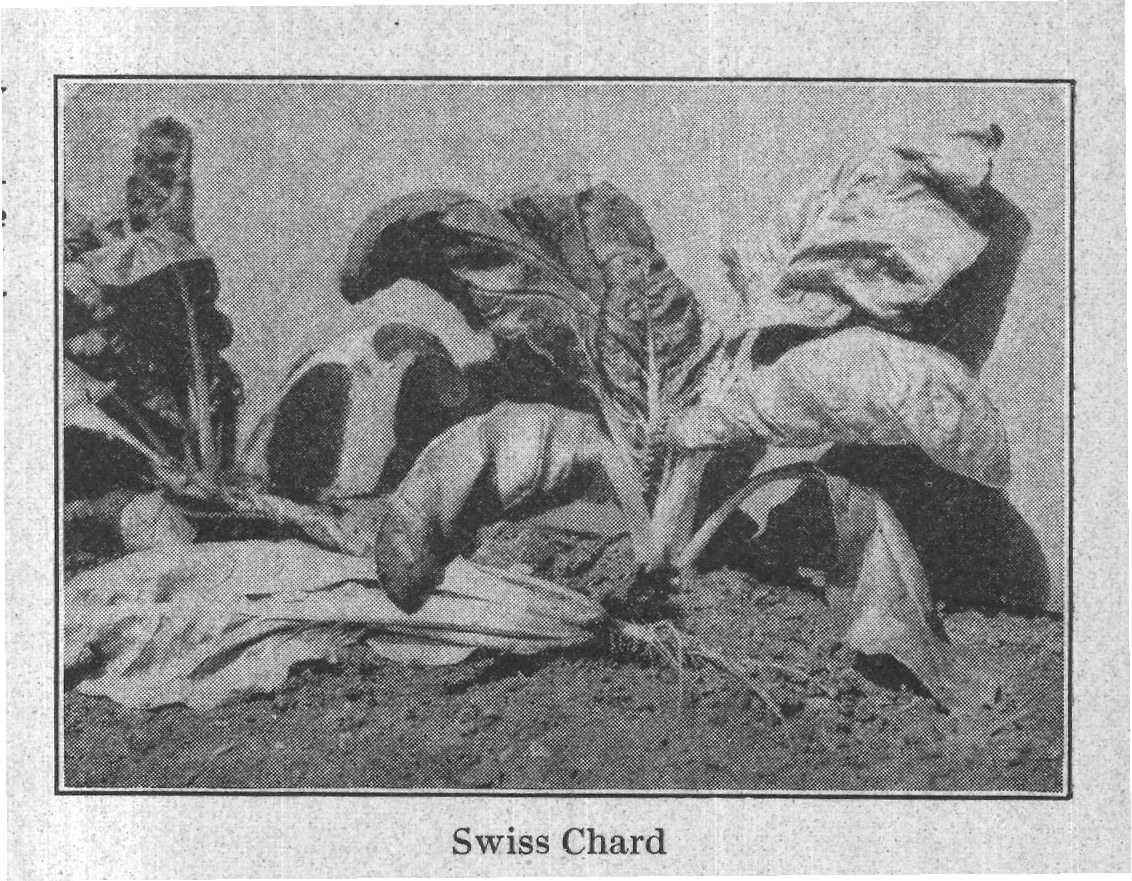 Swiss Chard — plate from The Grocer's Encyclopedia (1911)
