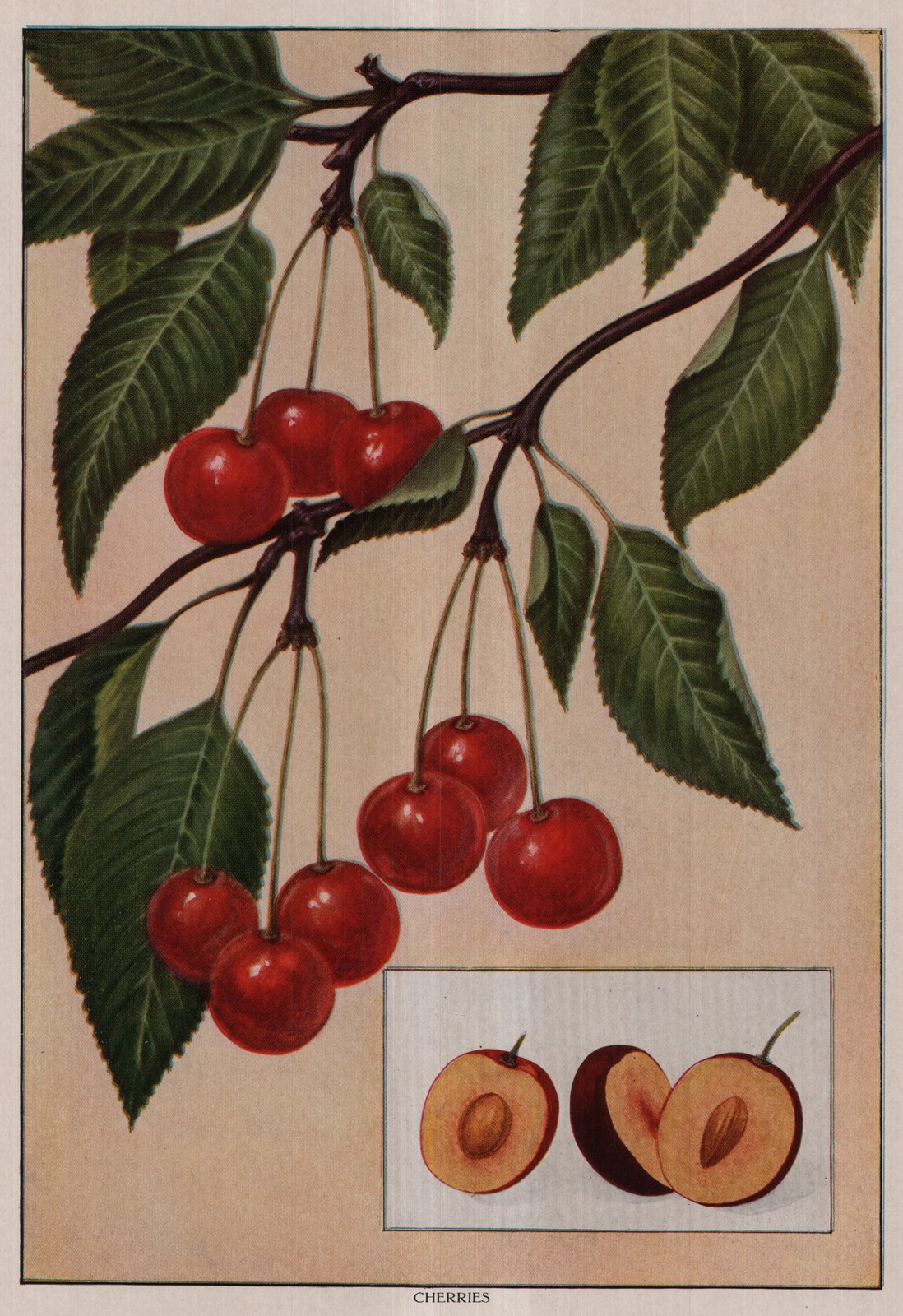 Cherries — plate from The Grocer's Encyclopedia (1911)