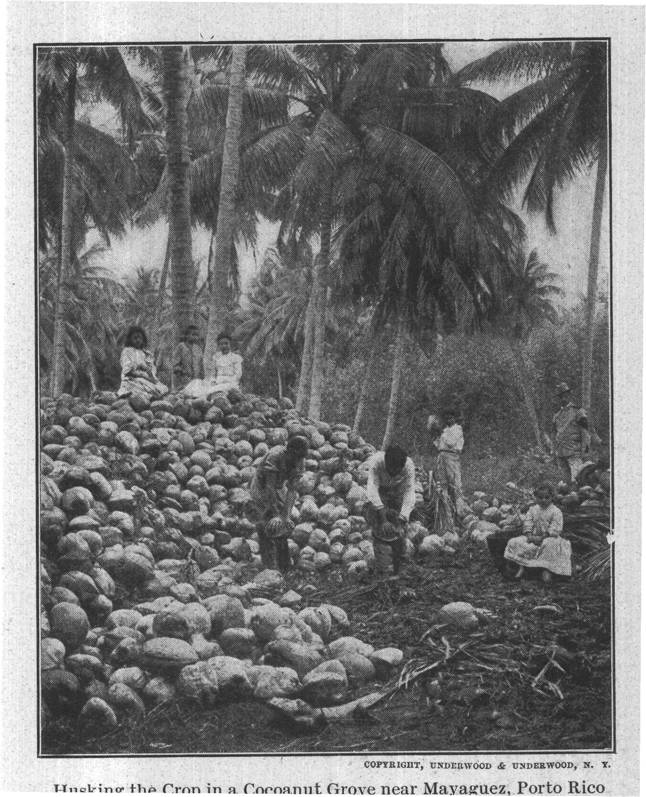 The cocoanut, as the average person — plate from The Grocer's Encyclopedia (1911)