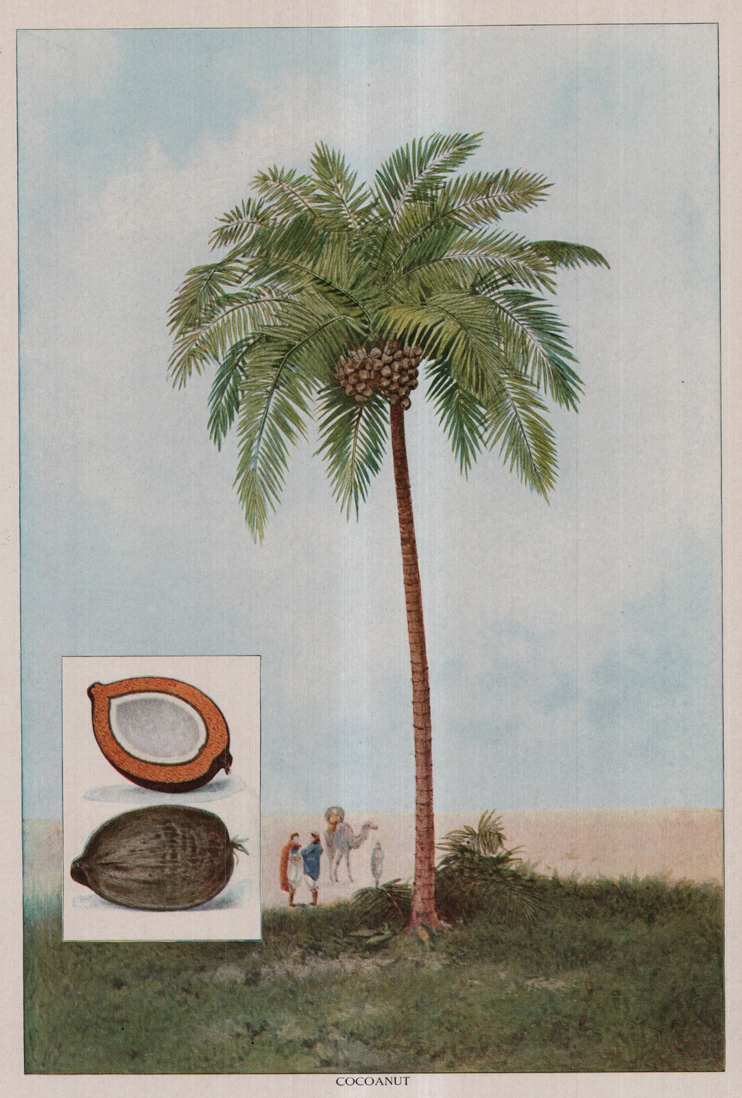 Cocoanut — plate from The Grocer's Encyclopedia (1911)