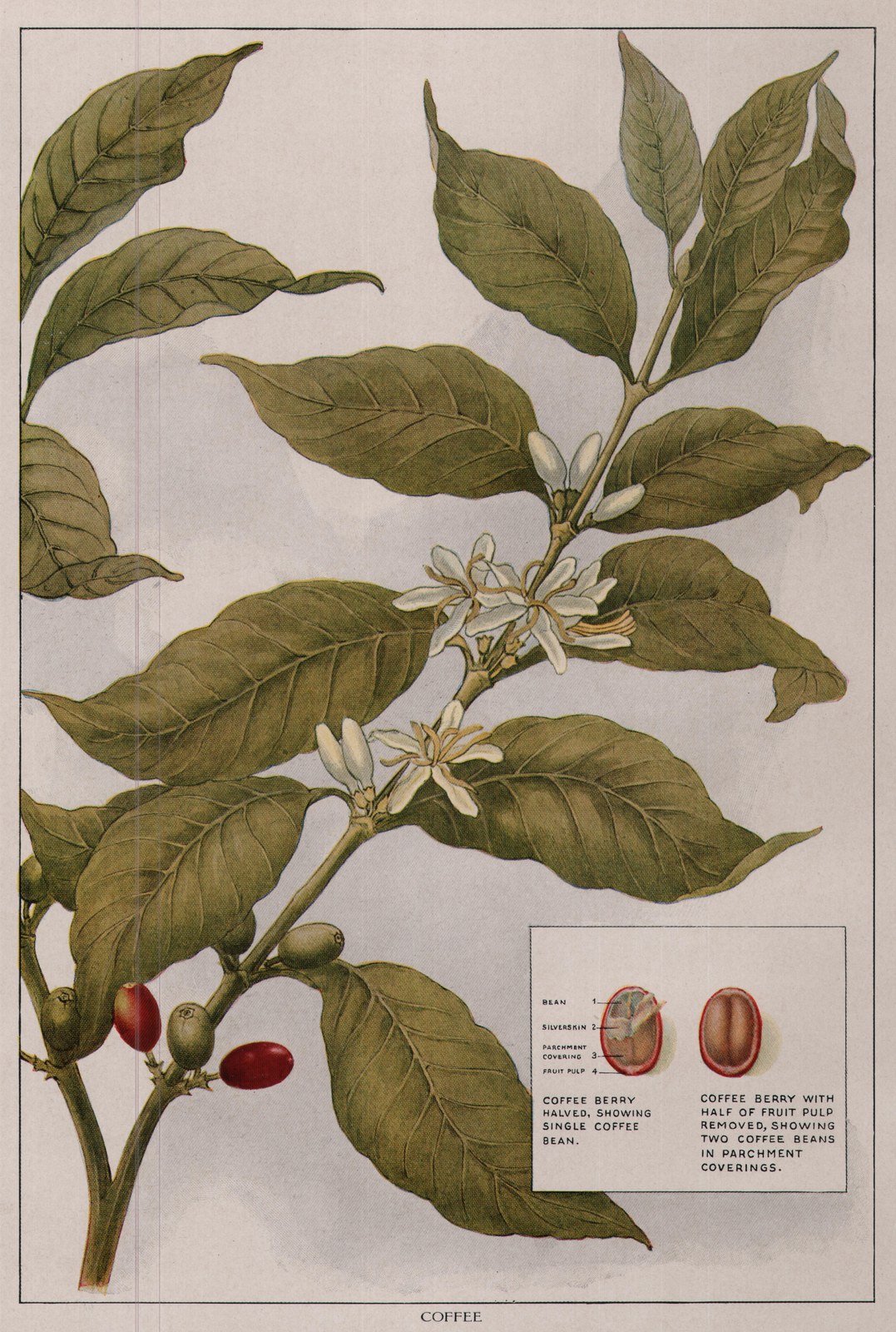 Coffee — plate from The Grocer's Encyclopedia (1911)