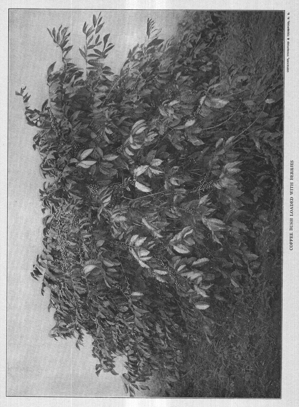 Coffee Bush Loaded With Berries — plate from The Grocer's Encyclopedia (1911)