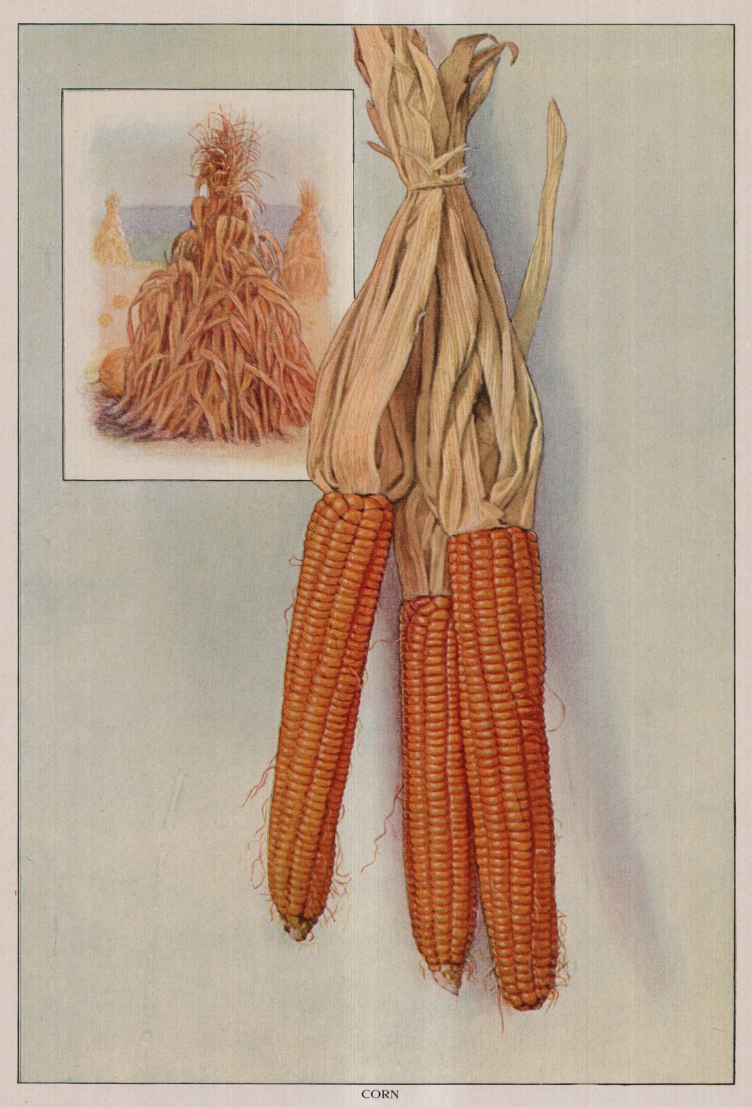 Corn — plate from The Grocer's Encyclopedia (1911)